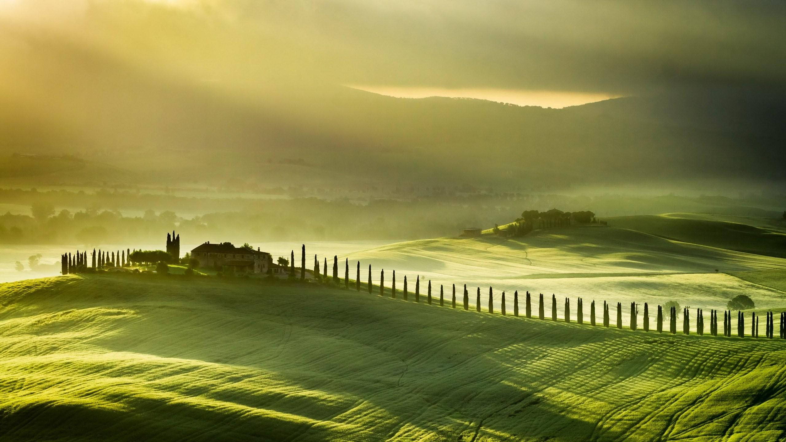 Tuscany, tree-lined path, golden morning light, 2K Desktop Wallpaper