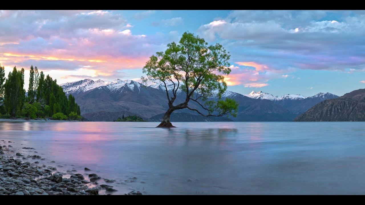 Tuvalu, willow tree, calm waters, HD Desktop Wallpaper