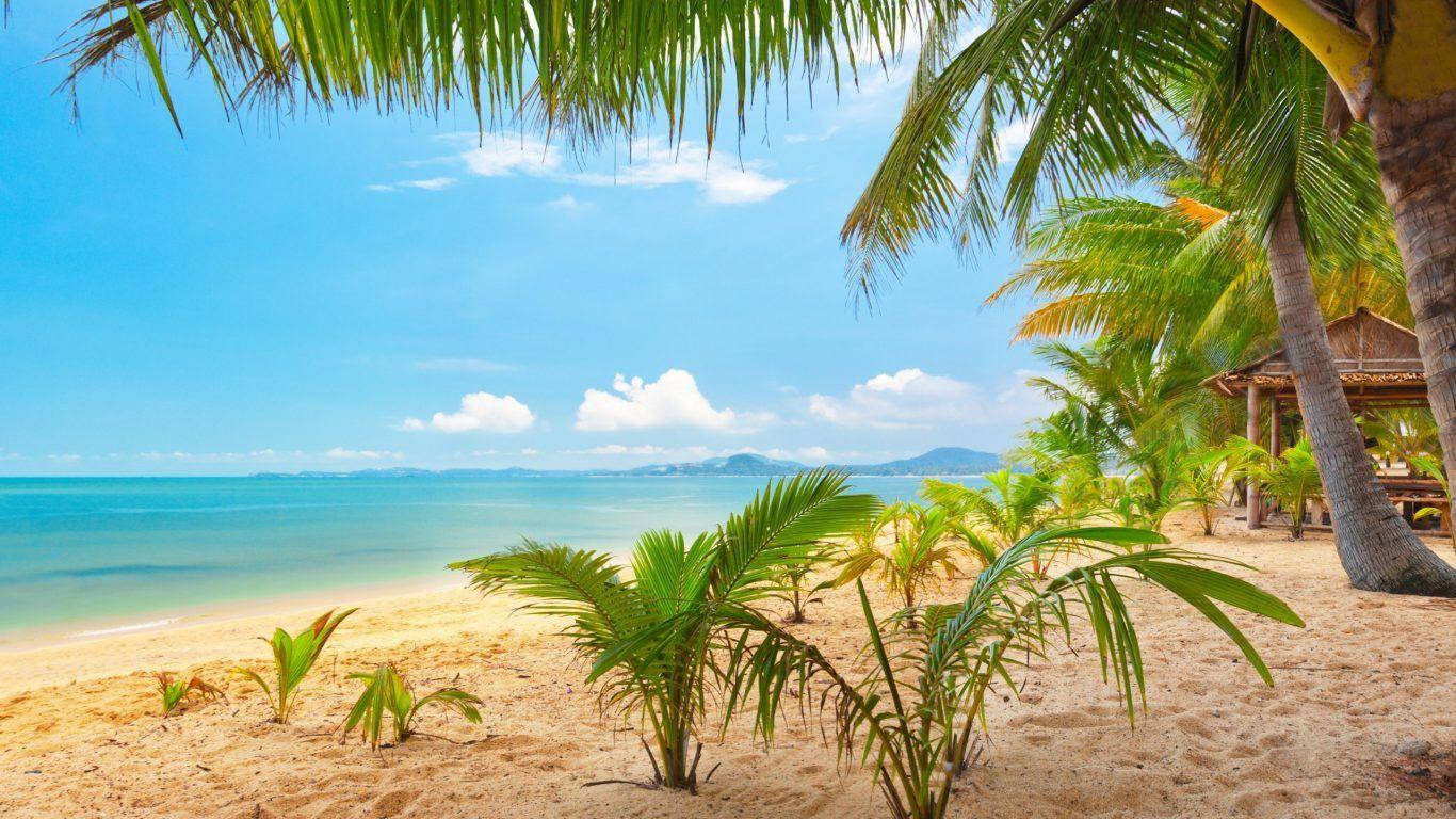 Tuvalu, palm trees, golden sand, HD Desktop Wallpaper