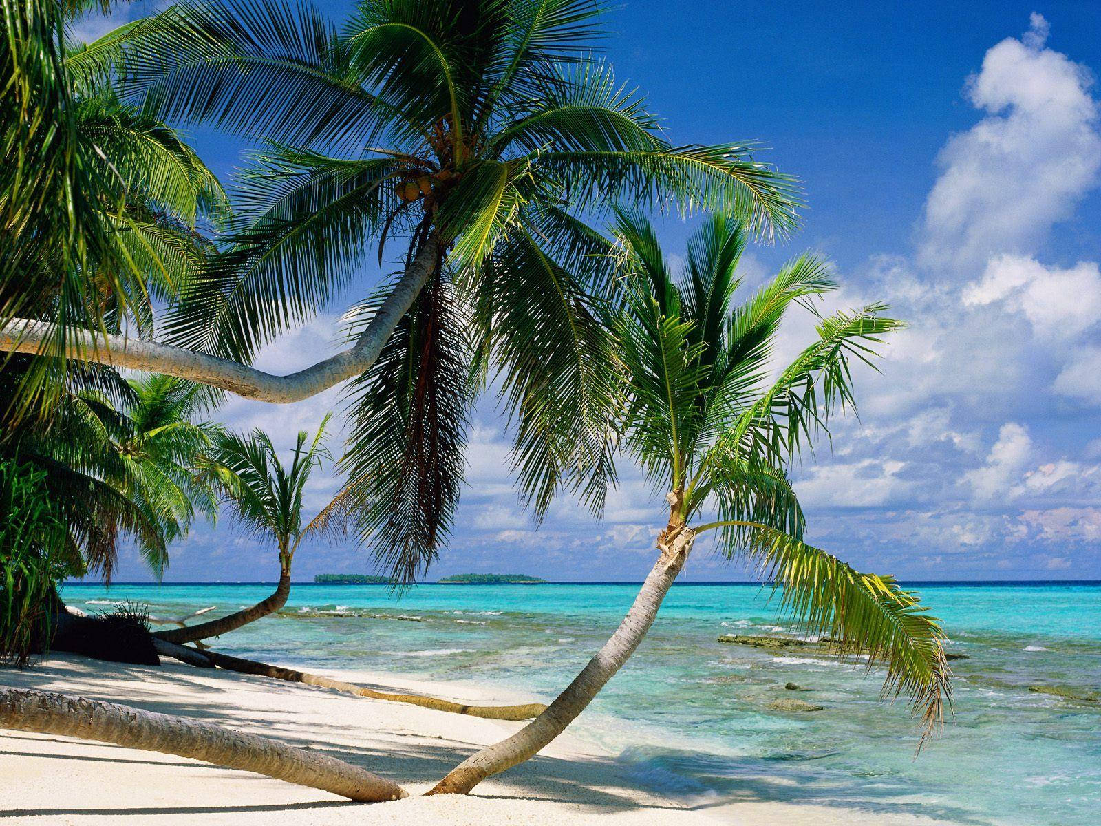 Tuvalu, palm trees, white sand, HD Desktop Wallpaper