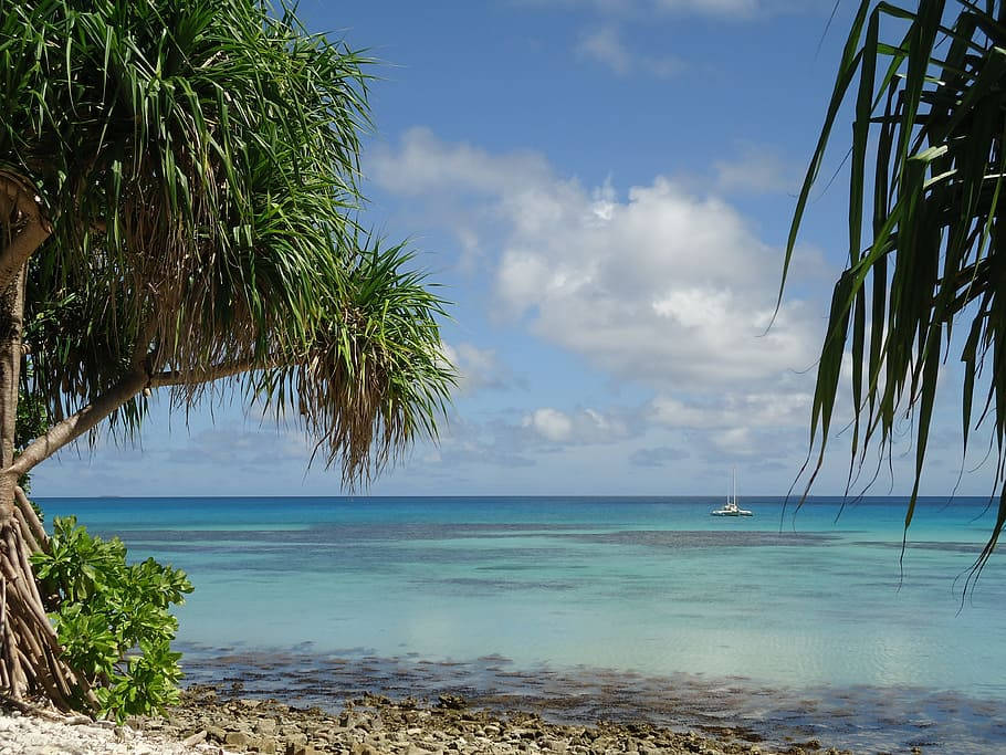 Tuvalu, tall beach trees, palm fronds, SD Desktop Wallpaper