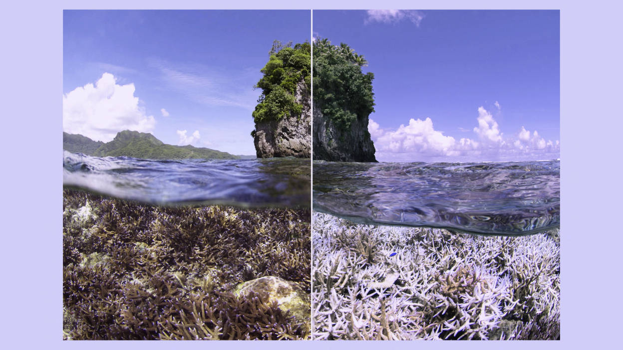 Tuvalu, coral reef, bleached white corals, SD Desktop Wallpaper