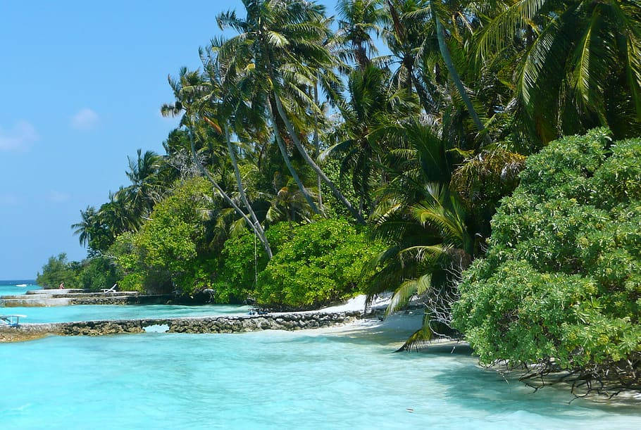 Tuvalu, island, green trees, SD Desktop Wallpaper
