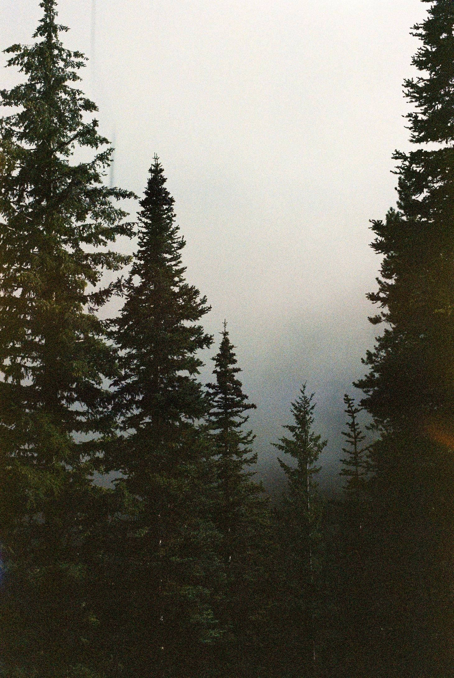 Twin Peaks, evergreen trees, misty veil, Full HD Phone Wallpaper