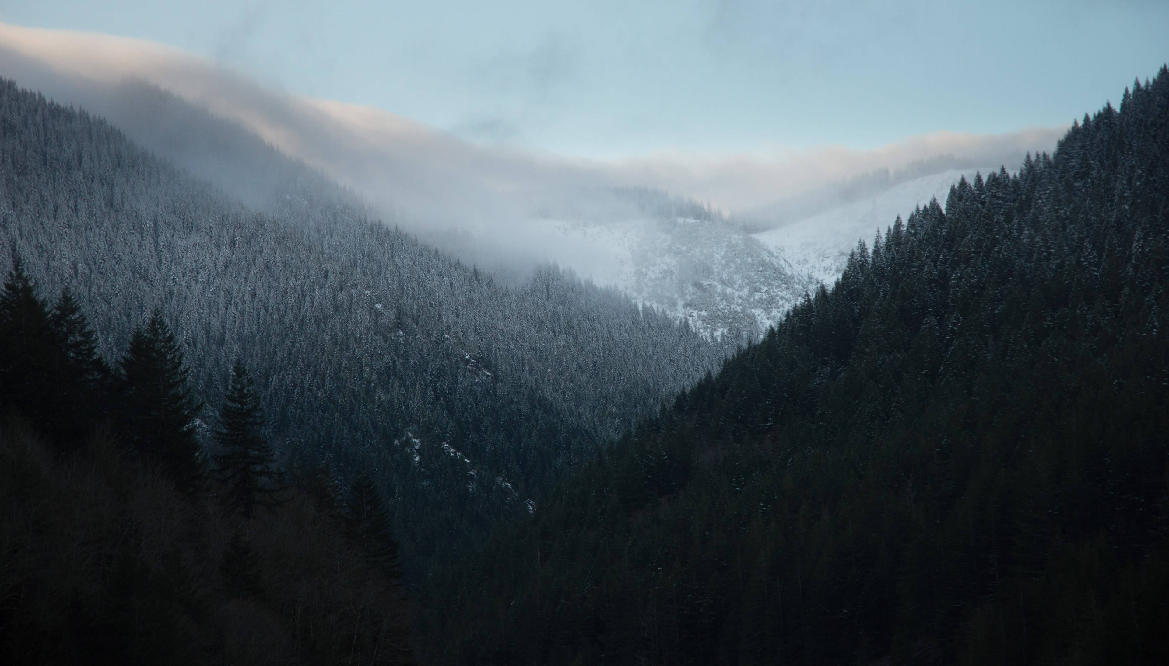 Twin Peaks, evergreen forests, mountain valley, 4K Desktop Wallpaper
