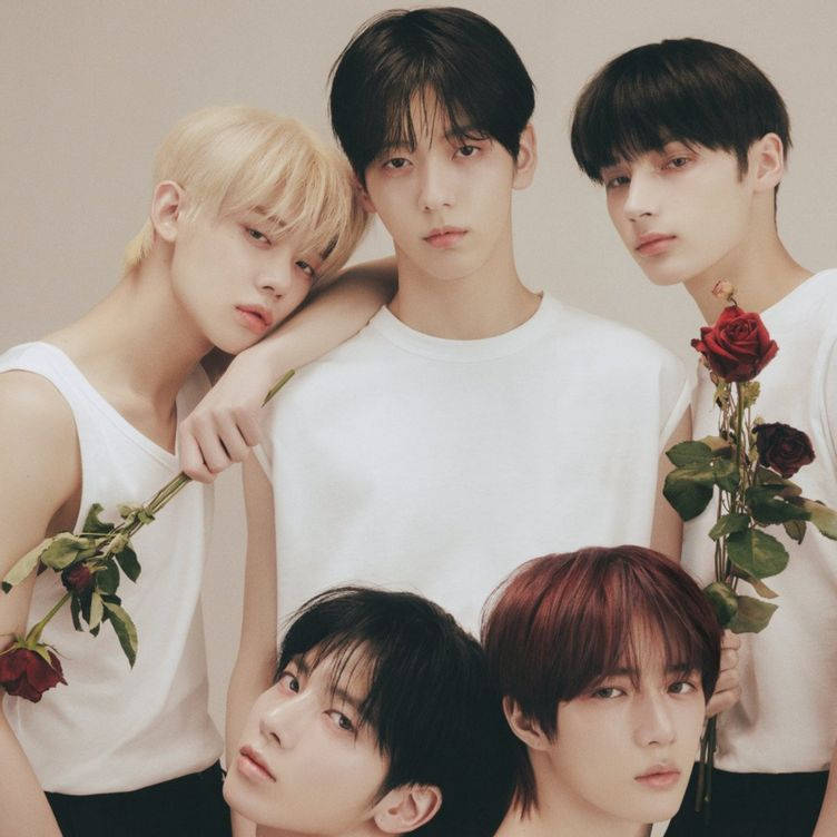 TXT, rose, red roses, SD Desktop Wallpaper