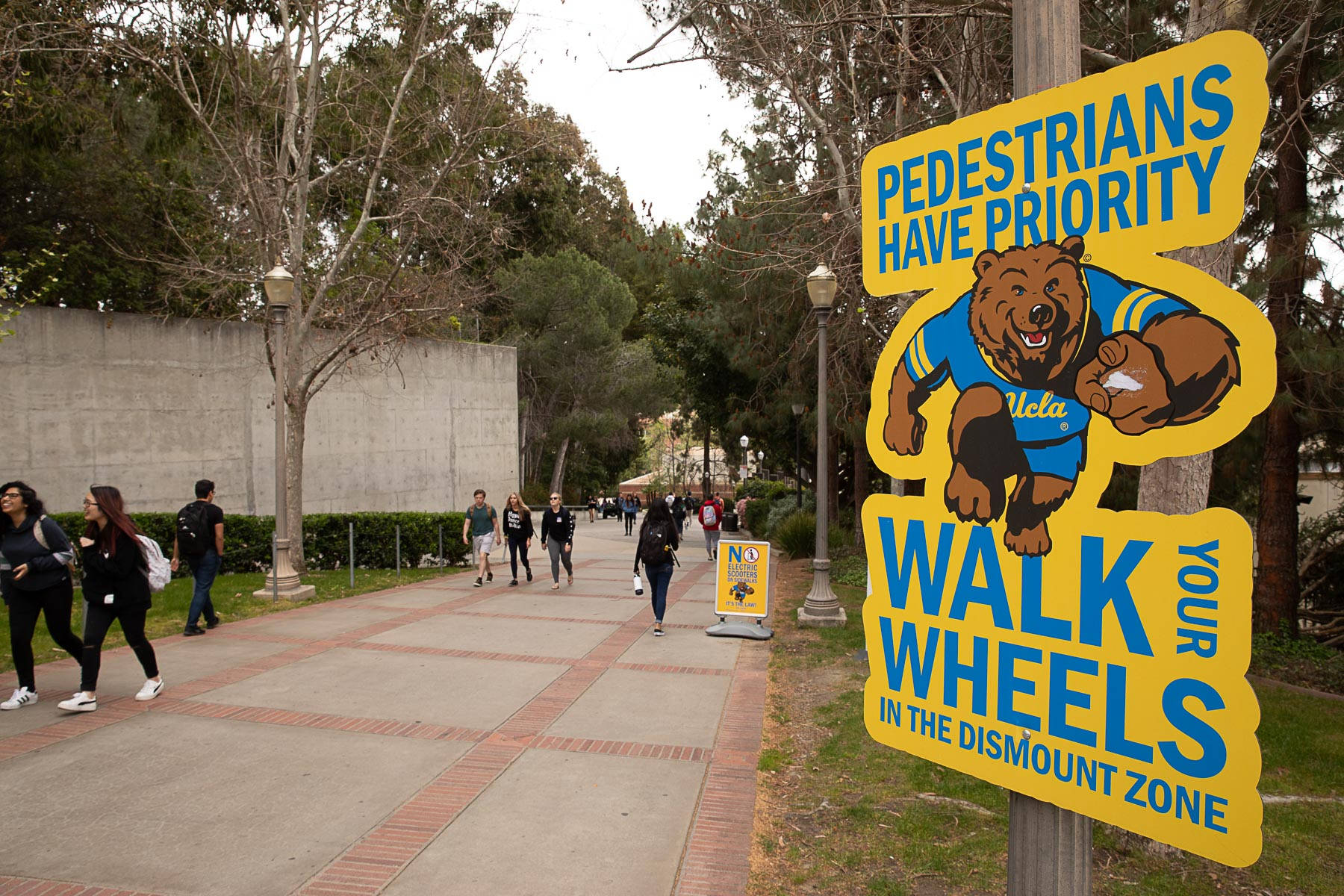 UCLA, walk your wheels, tree-lined campus sidewalk, HD Desktop Wallpaper