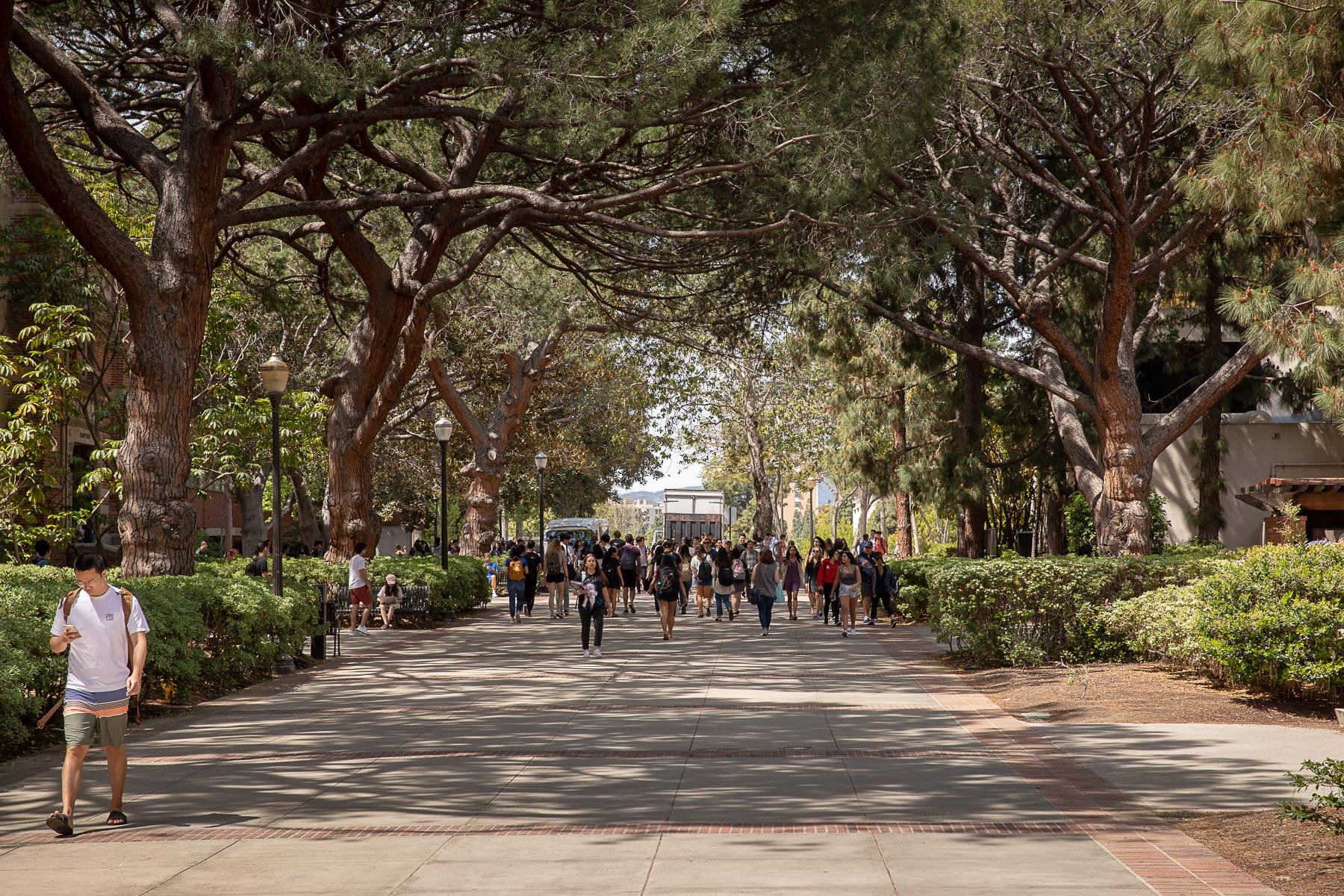 UCLA, shady pathway, tall trees, HD Desktop Wallpaper
