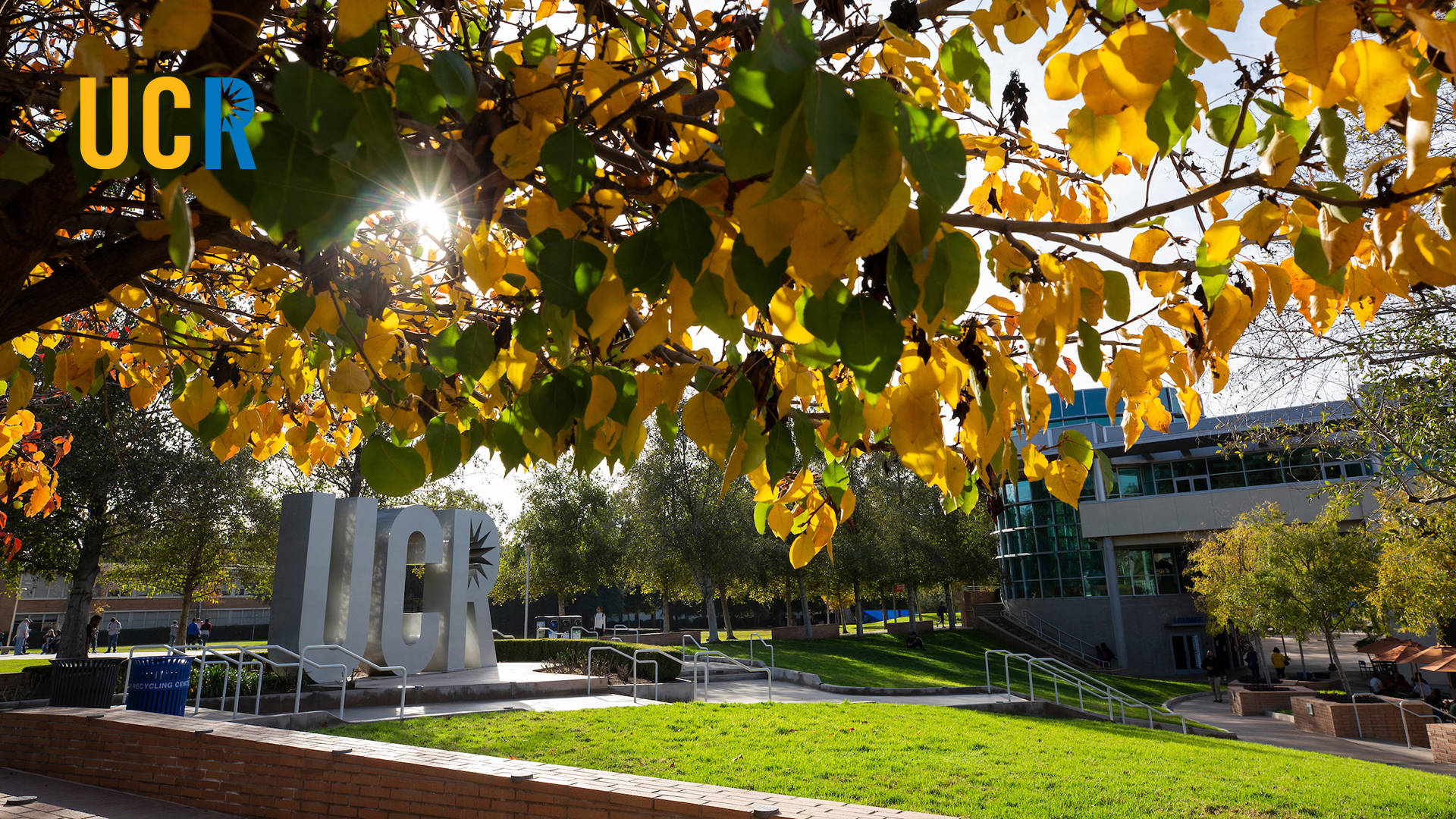 UCR, golden autumn leaves, modern UCR campus, Full HD Desktop Wallpaper