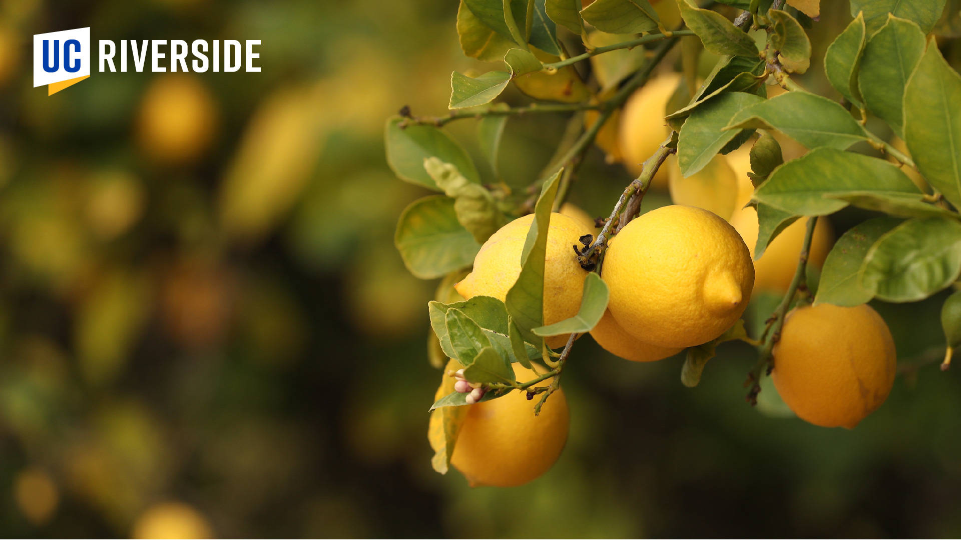 lemon trees, UCR, yellow lemons, Full HD Desktop Wallpaper