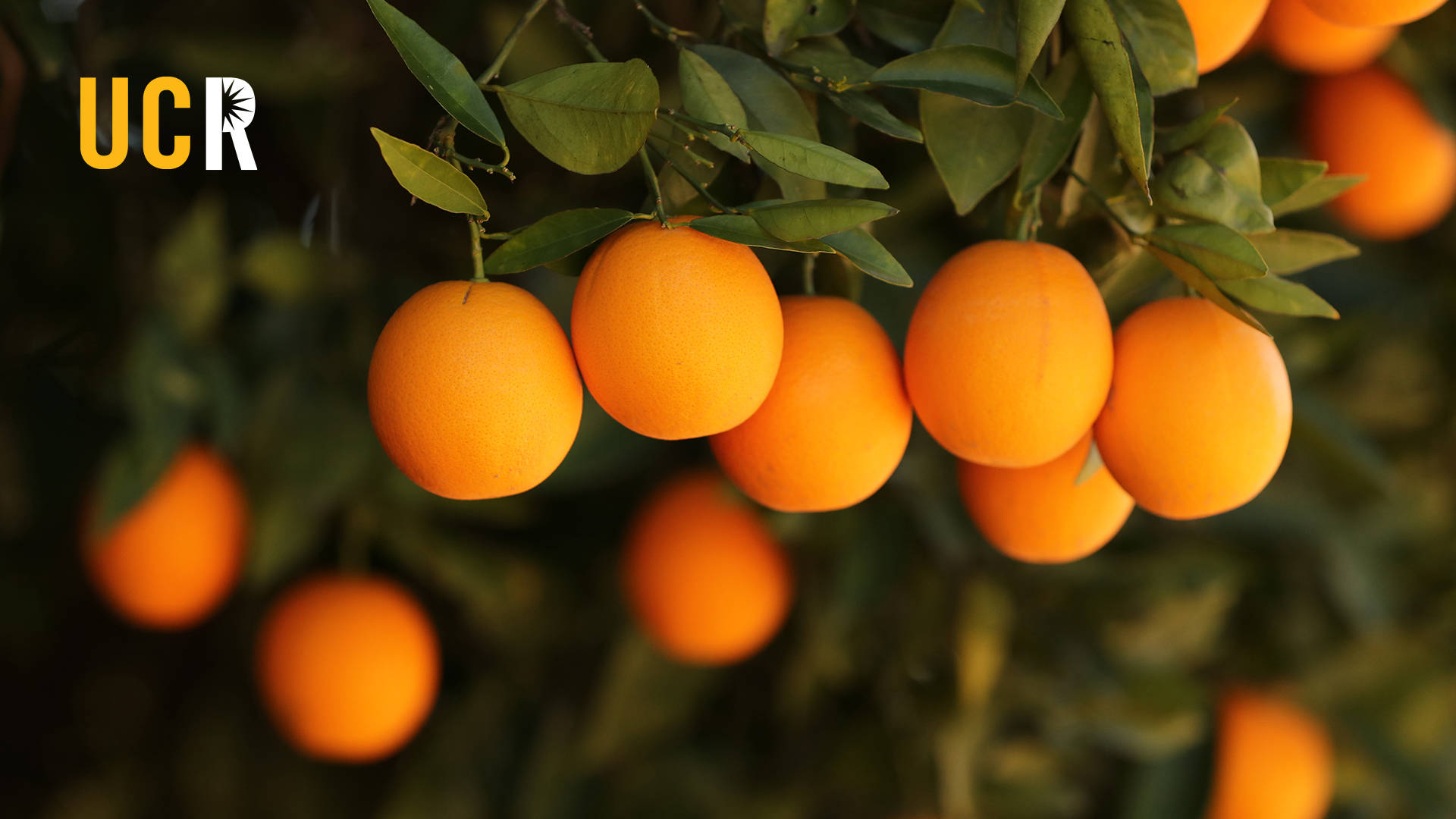 UCR, orange fruit, tree branch, Full HD Desktop Wallpaper