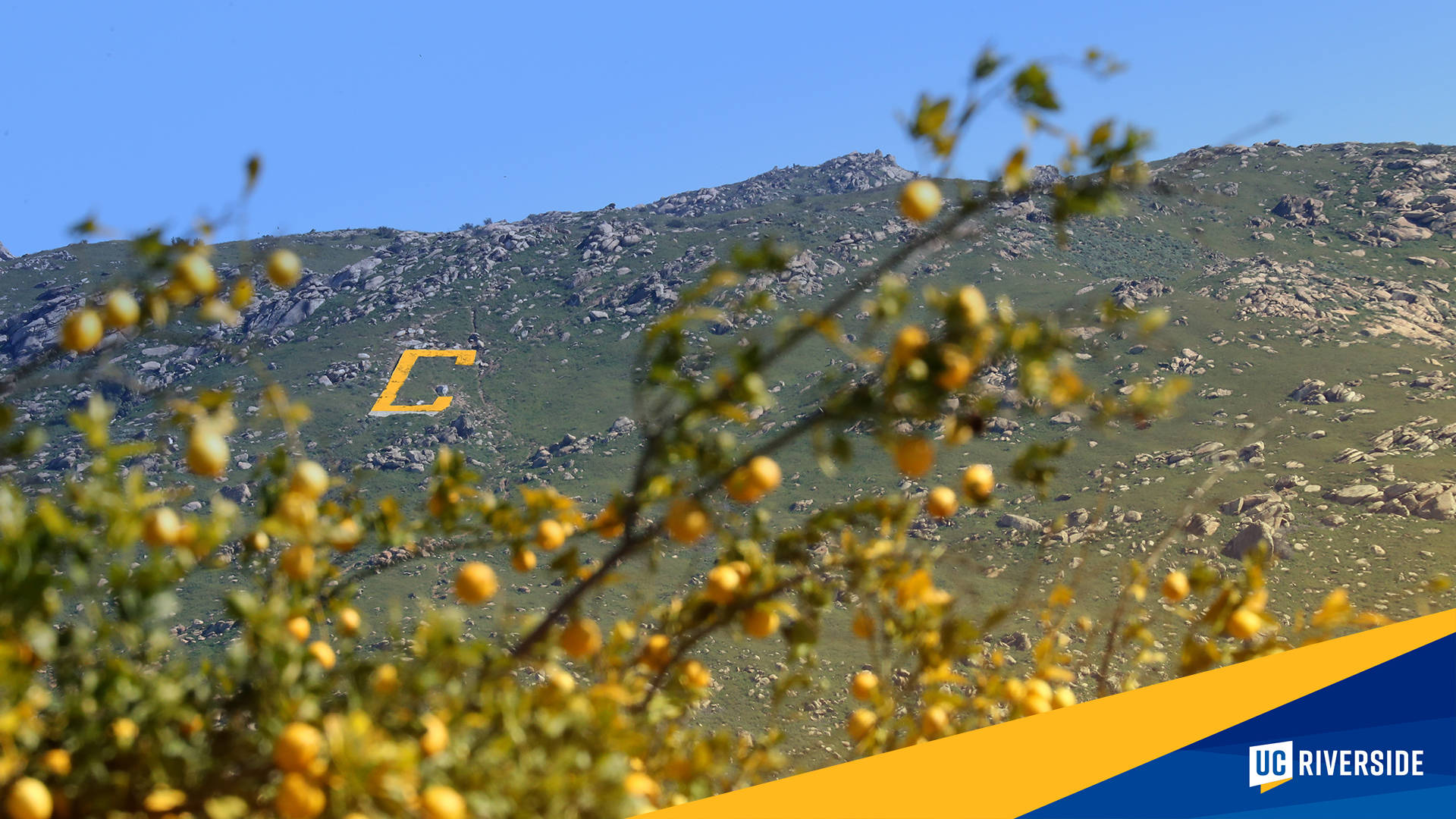 UCR Tree, mountain view, yellow 'C' logo, Full HD Desktop Wallpaper
