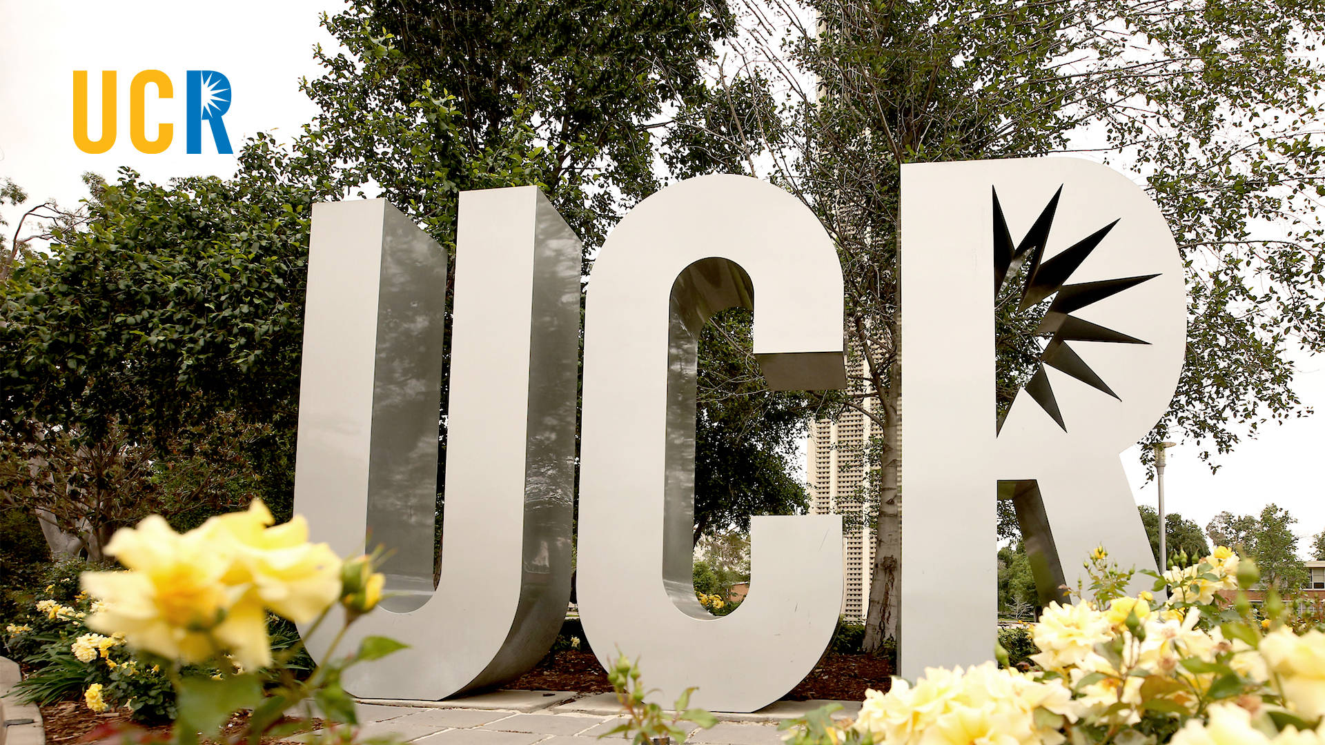 UCR, campus sign, yellow flowers, Full HD Desktop Wallpaper
