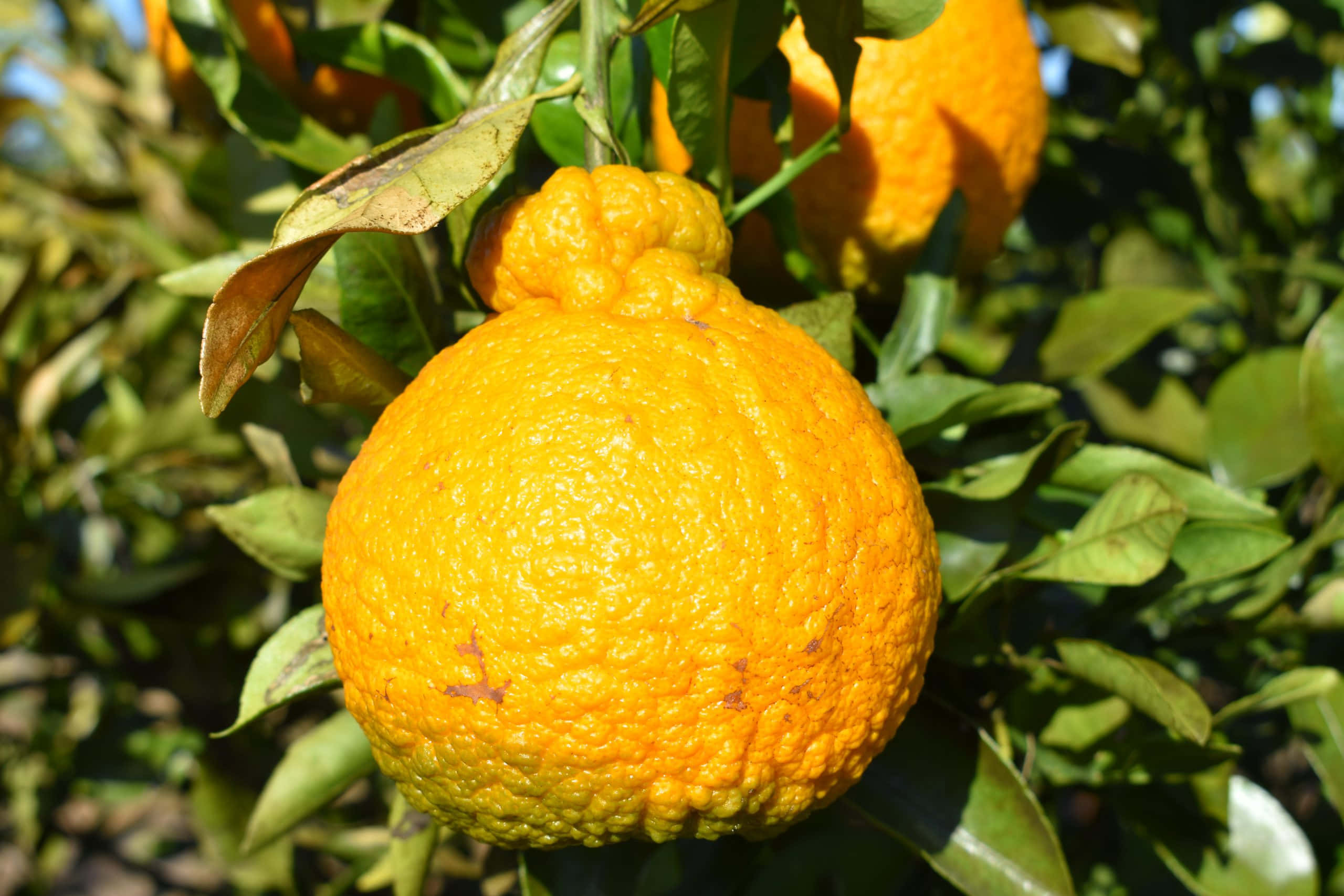 Ugli, hanging yellow ugli citrus fruit, vibrant textured orange, 2K Desktop Wallpaper