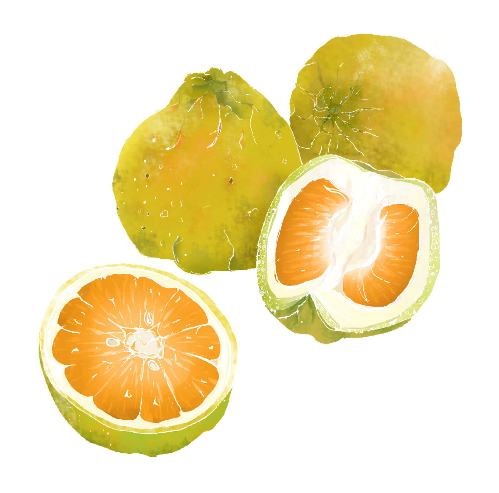 Ugli, citrus fruits, watercolor illustration, HD Desktop Wallpaper