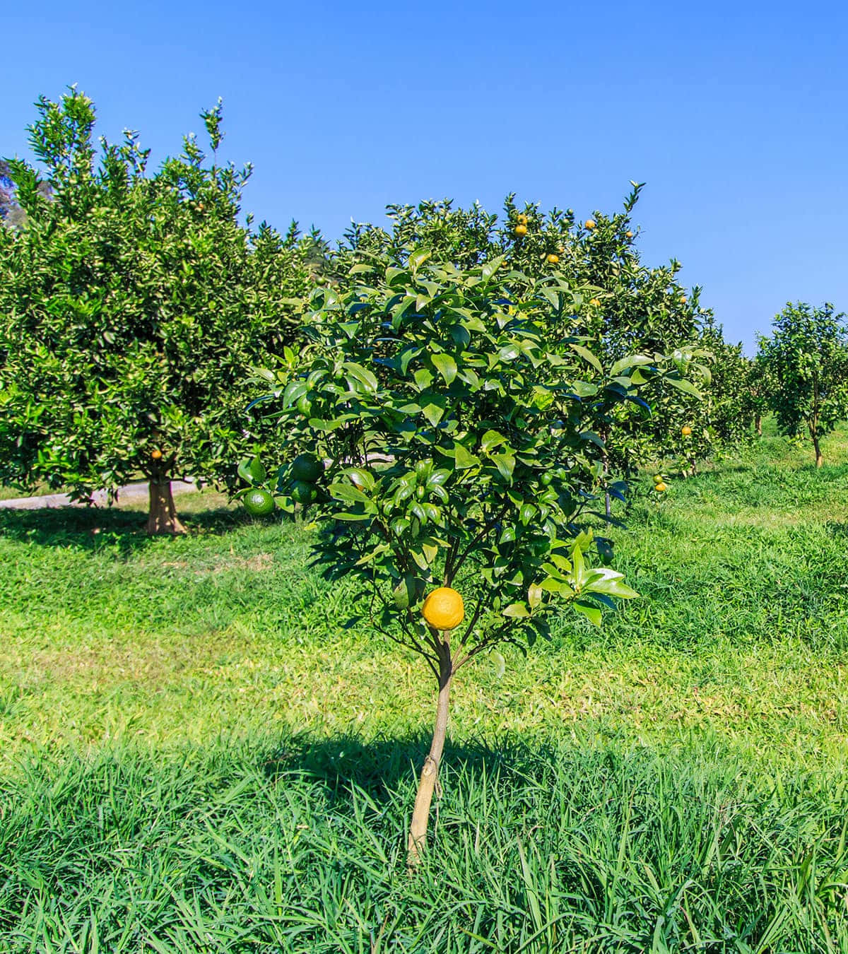 Ugli, citrus fruit trees, sunlit orchard, HD Phone Wallpaper
