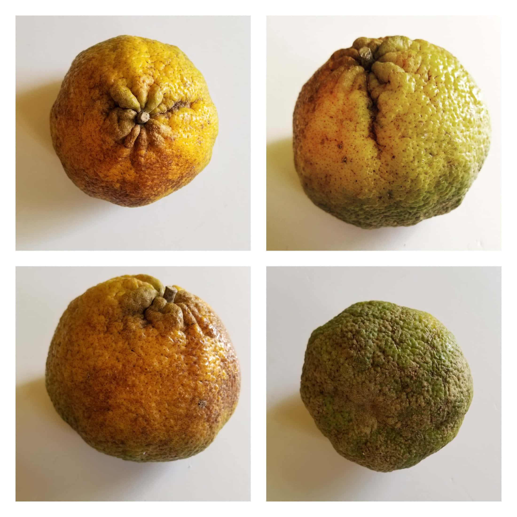 organic ugli citrus fruits, wrinkled citrus fruits, decayed textures, Full HD Desktop Wallpaper