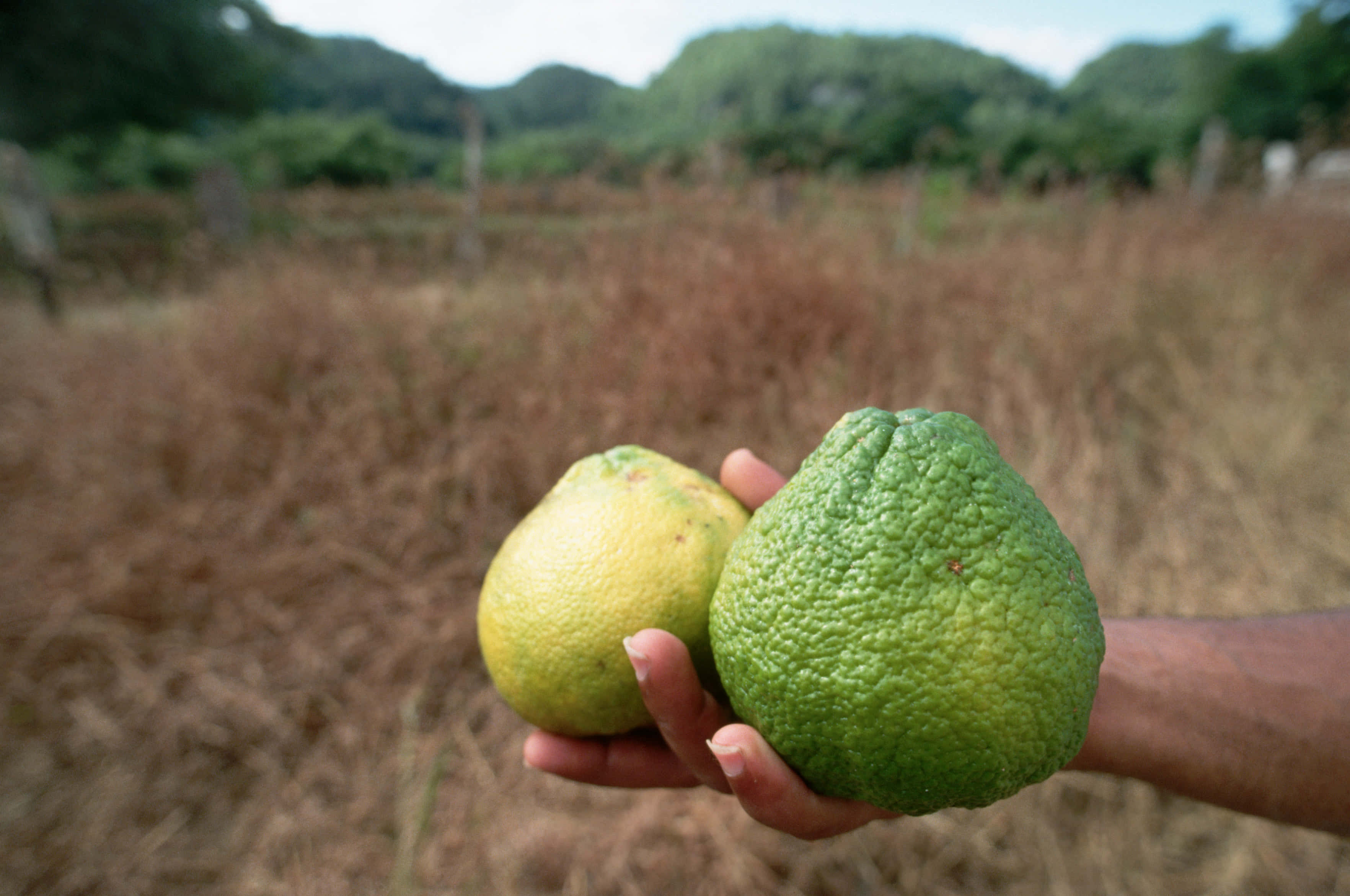 Ugli fruits, green, yellow, 2K Desktop Wallpaper