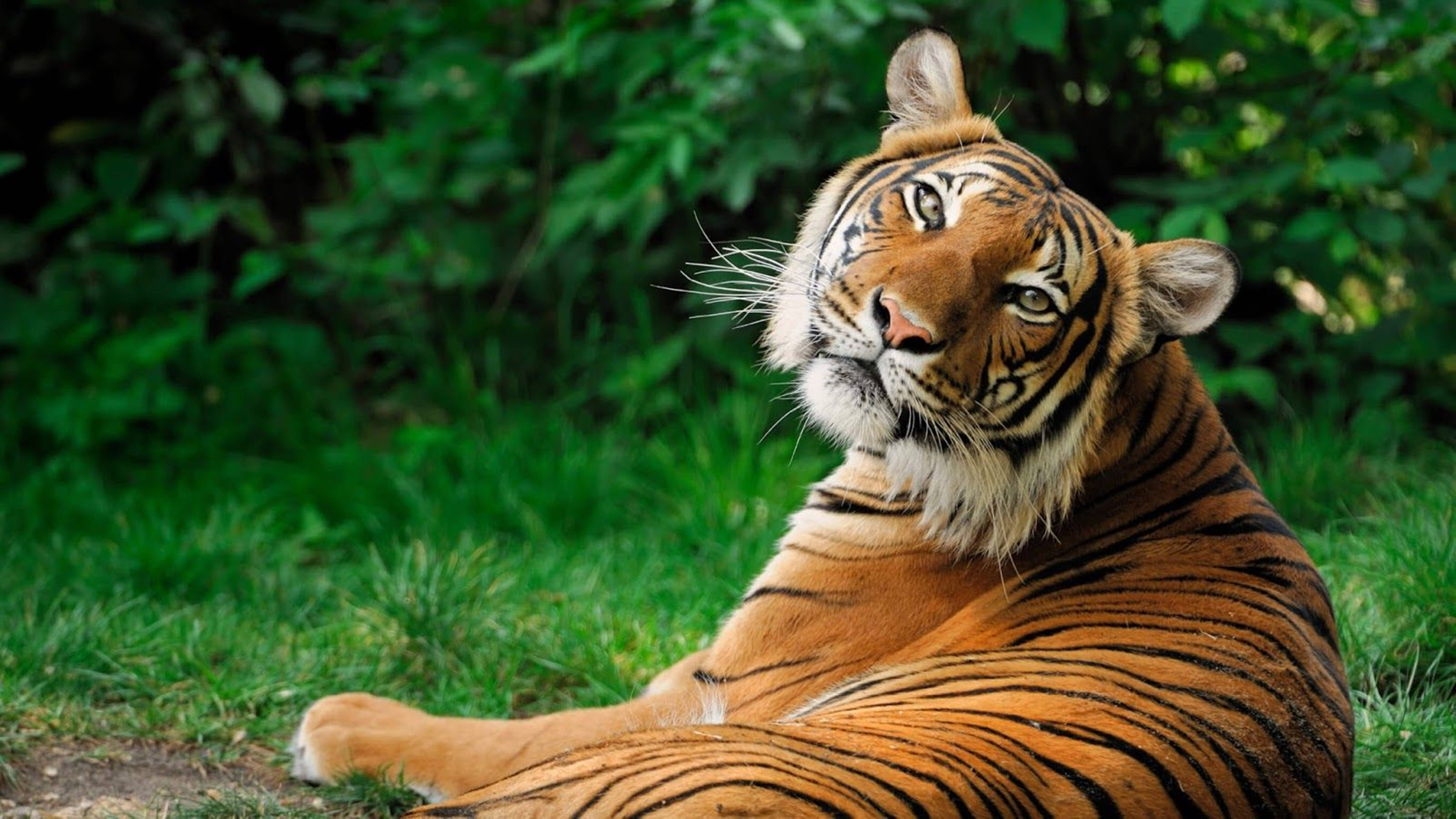tiger, 8K UHD, orange coat, 8K Desktop Wallpaper