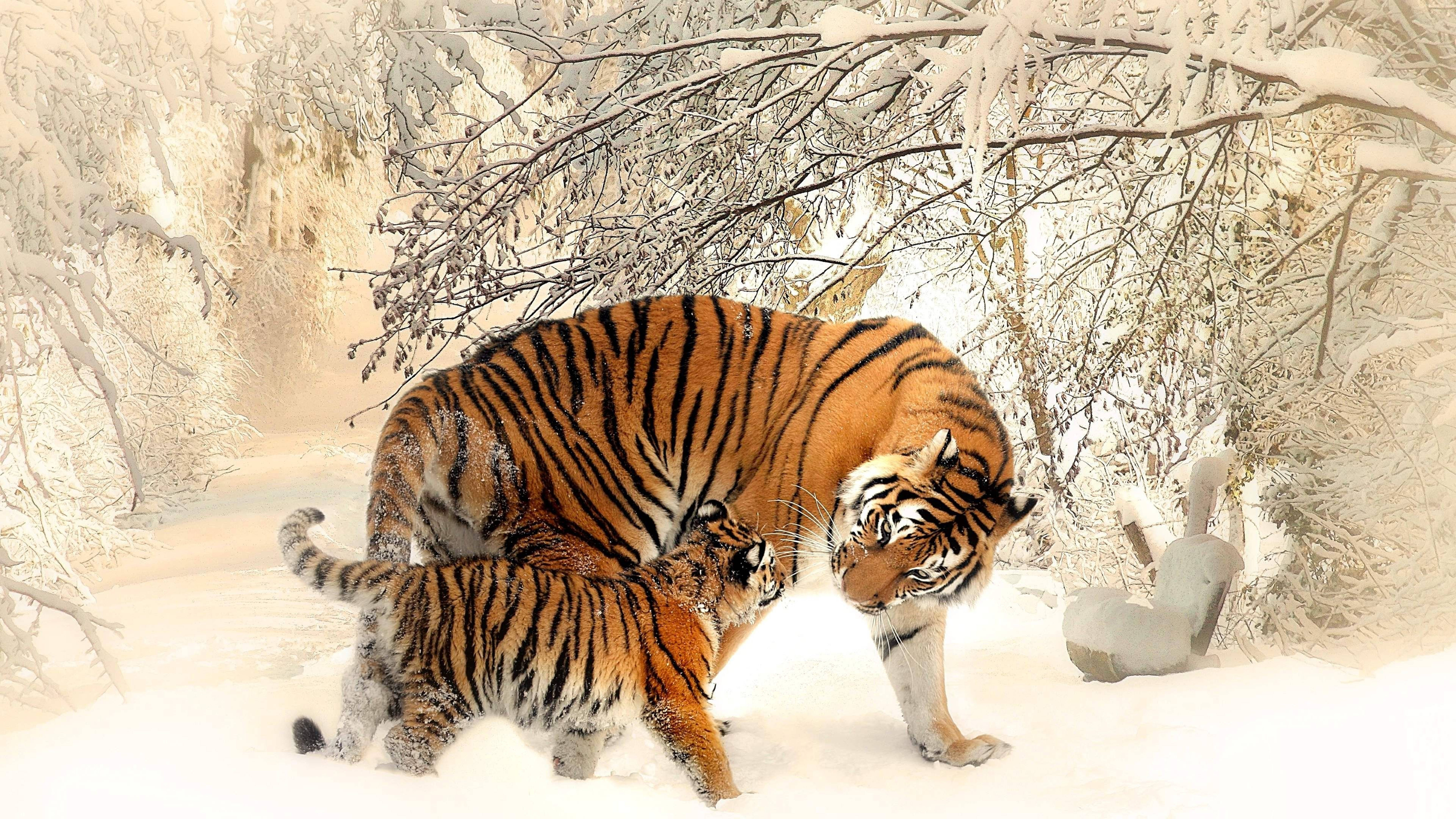 mother tiger, cub, snowy forest, 8K Desktop Wallpaper