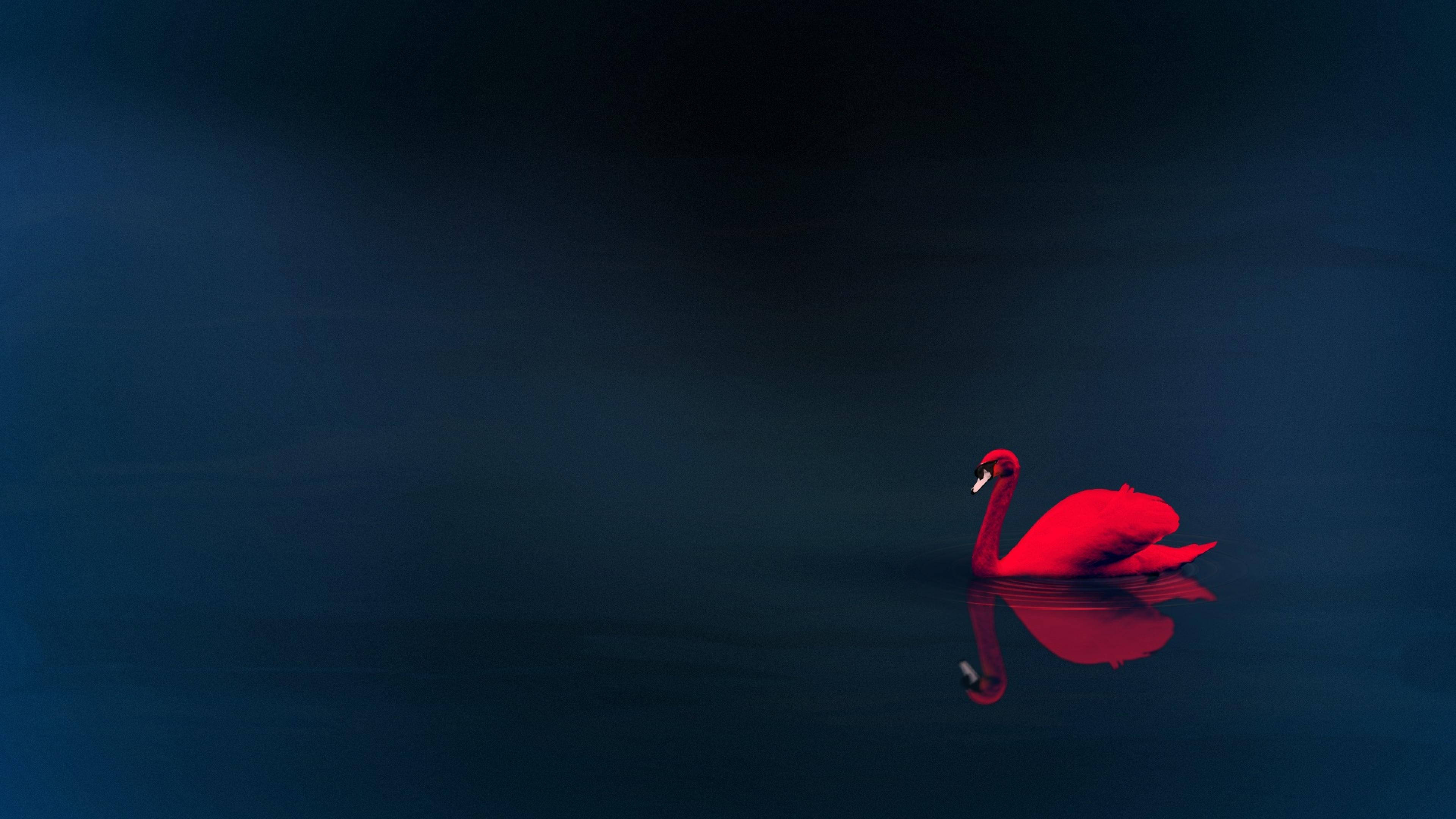 red swan, dark water, twilight sky, 4K Desktop Wallpaper