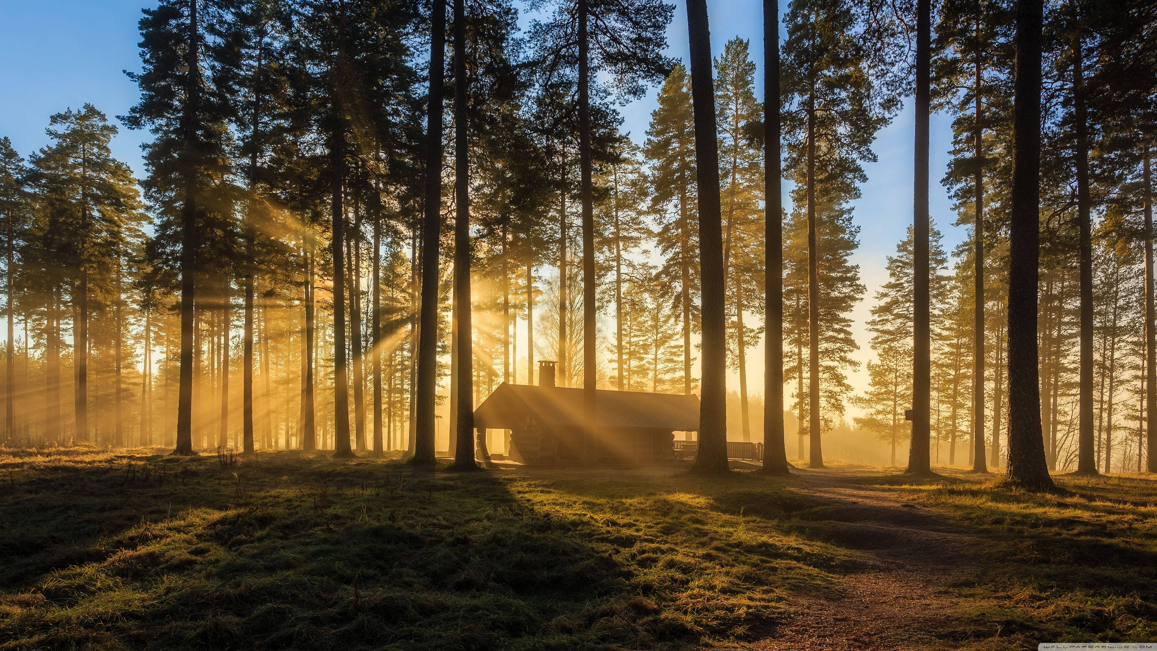 forest cottage, sunlight, golden sunrise, 4K Desktop Wallpaper
