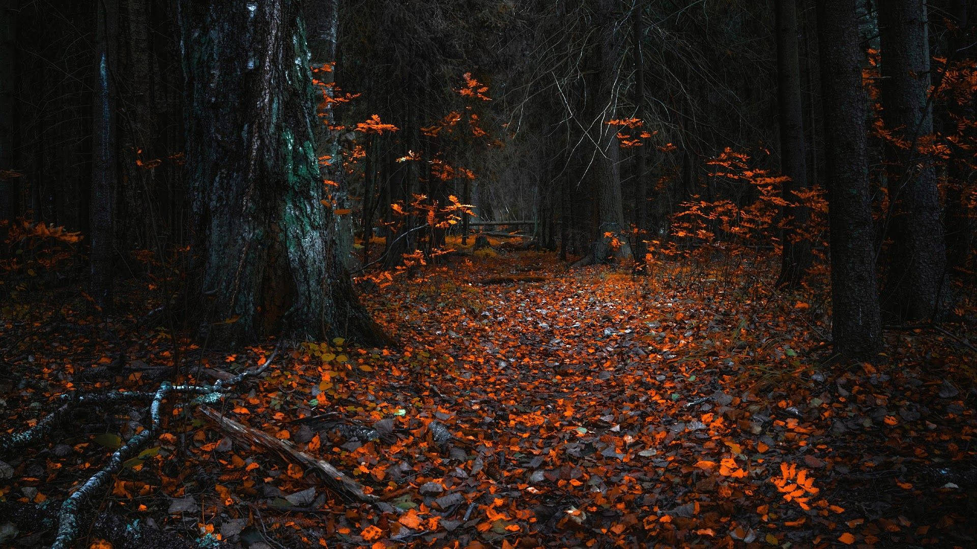 orange leaves, forest path, glowing orange autumn leaves, Full HD Desktop Wallpaper