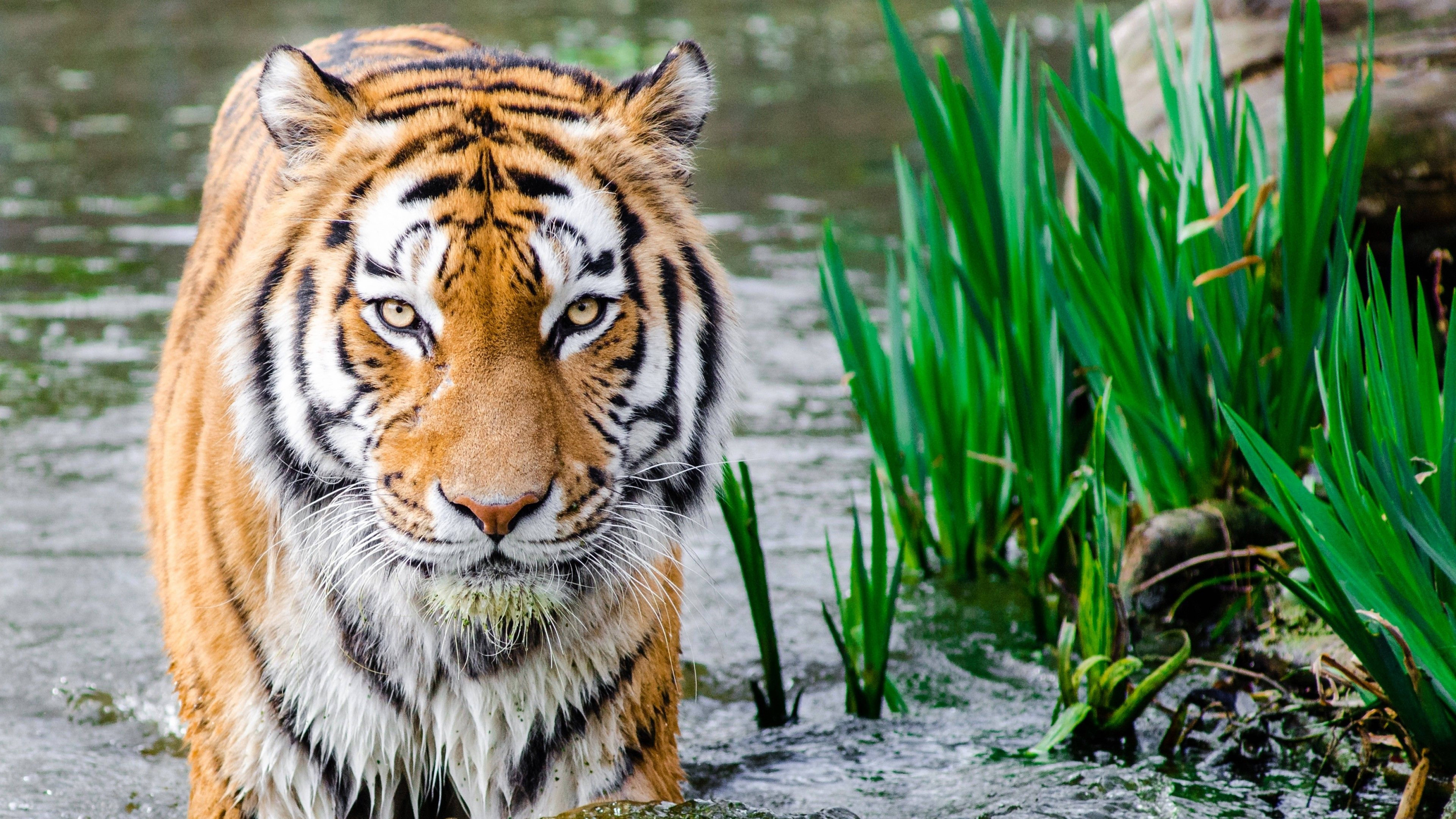 Carnivorous Feline, 8K Tiger, UHD, 8K Desktop Wallpaper