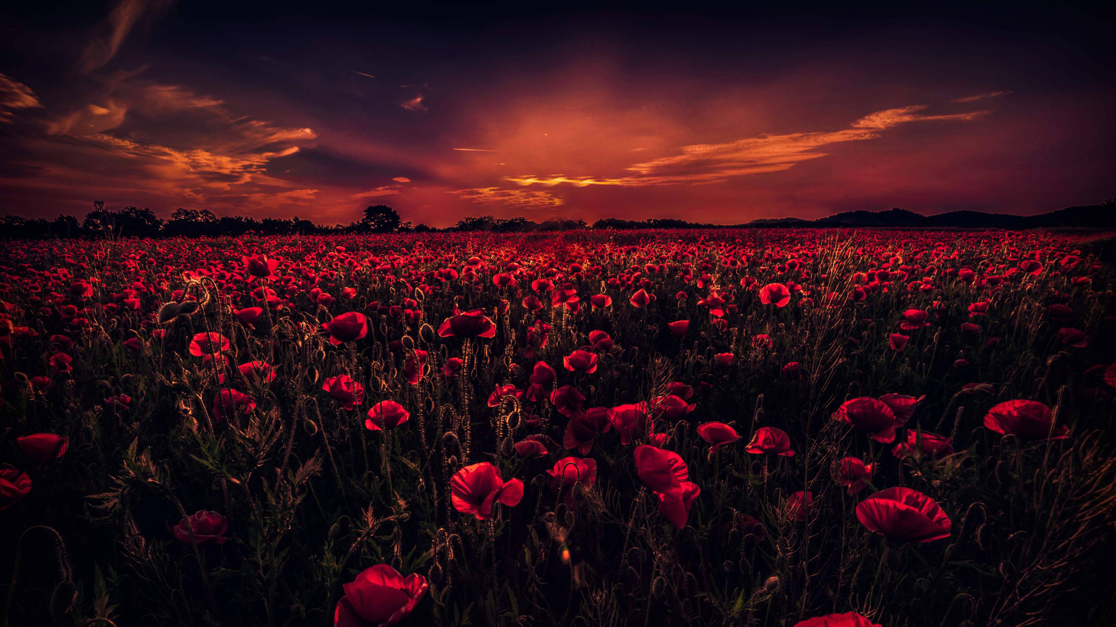 dark poppy field, red poppies, twilight sky, 4K Desktop Wallpaper