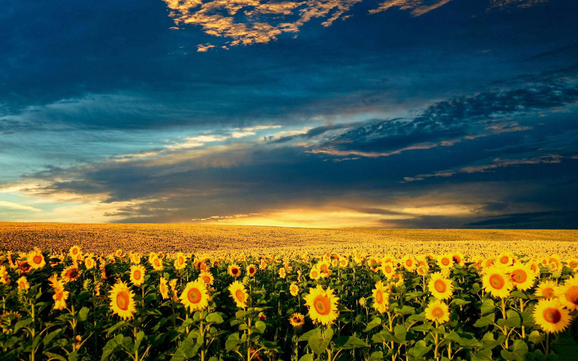 Ukraine, sunflower fields, twilight sky, Full HD Desktop Wallpaper