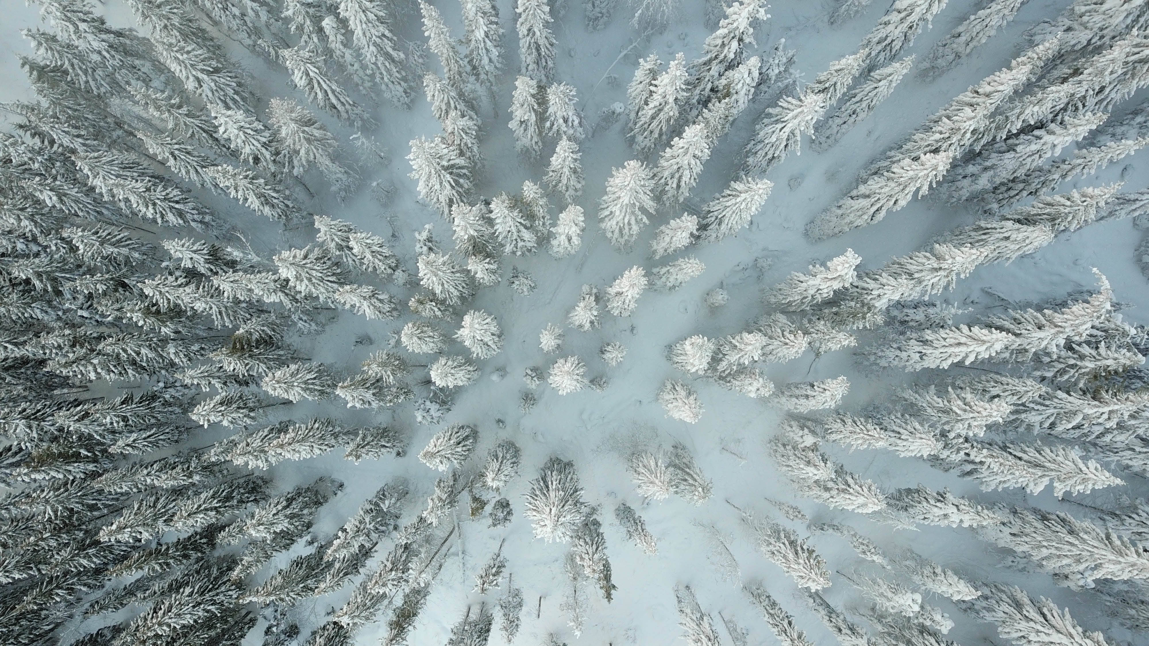 Ukraine, snowy forest, pine trees, 4K Desktop Wallpaper