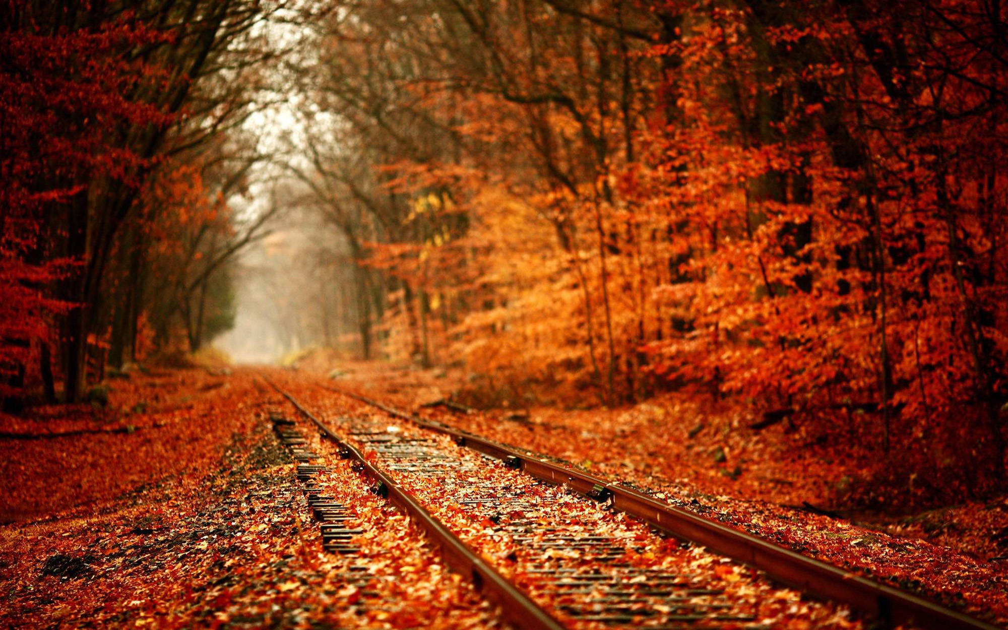 Ukraine, railway track, autumn, Full HD Desktop Wallpaper