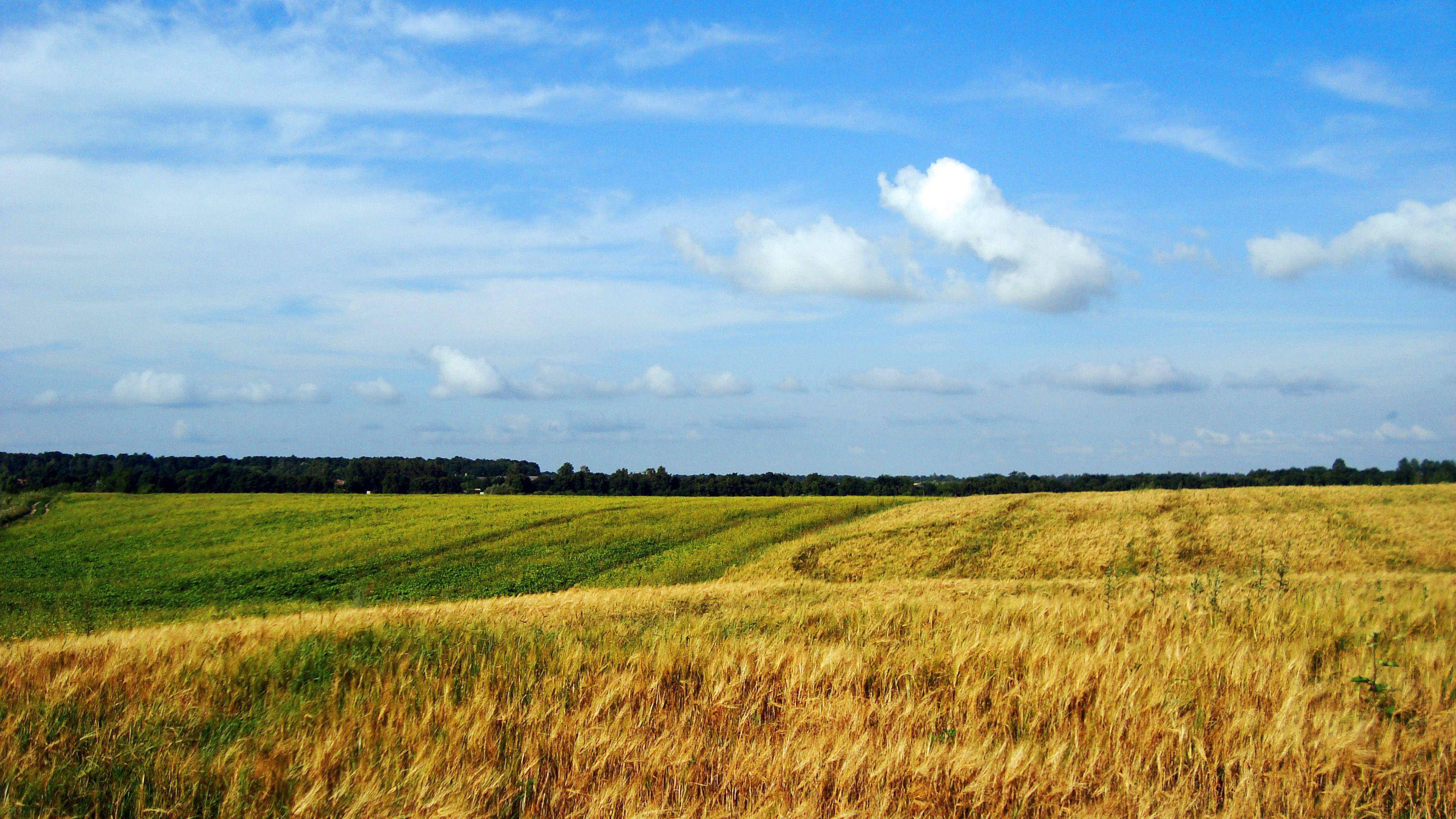 Ukraine, yellow green fields, golden wheat fields, 2K Desktop Wallpaper
