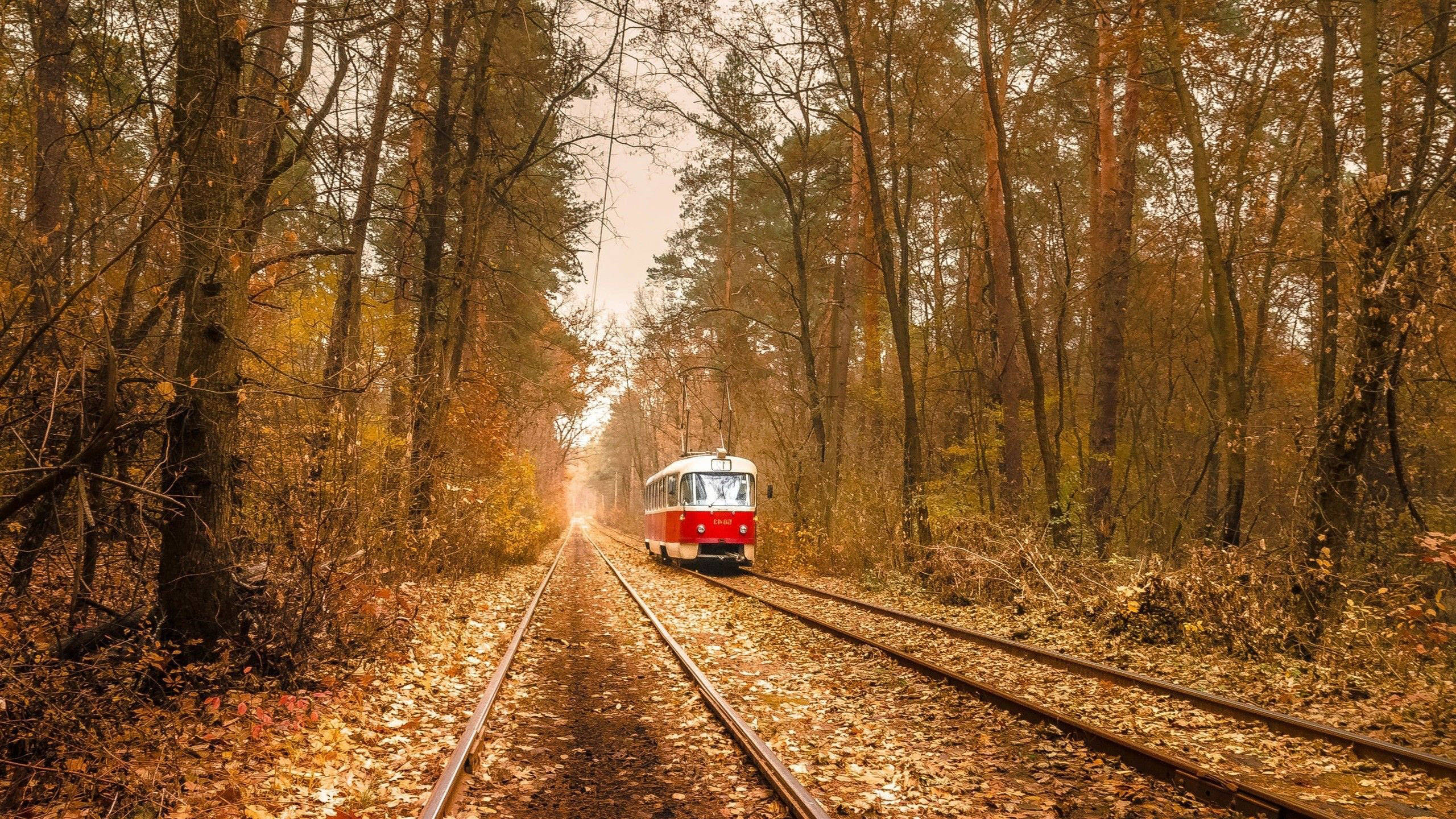 Ukraine, tram, golden autumn forest, 2K Desktop Wallpaper