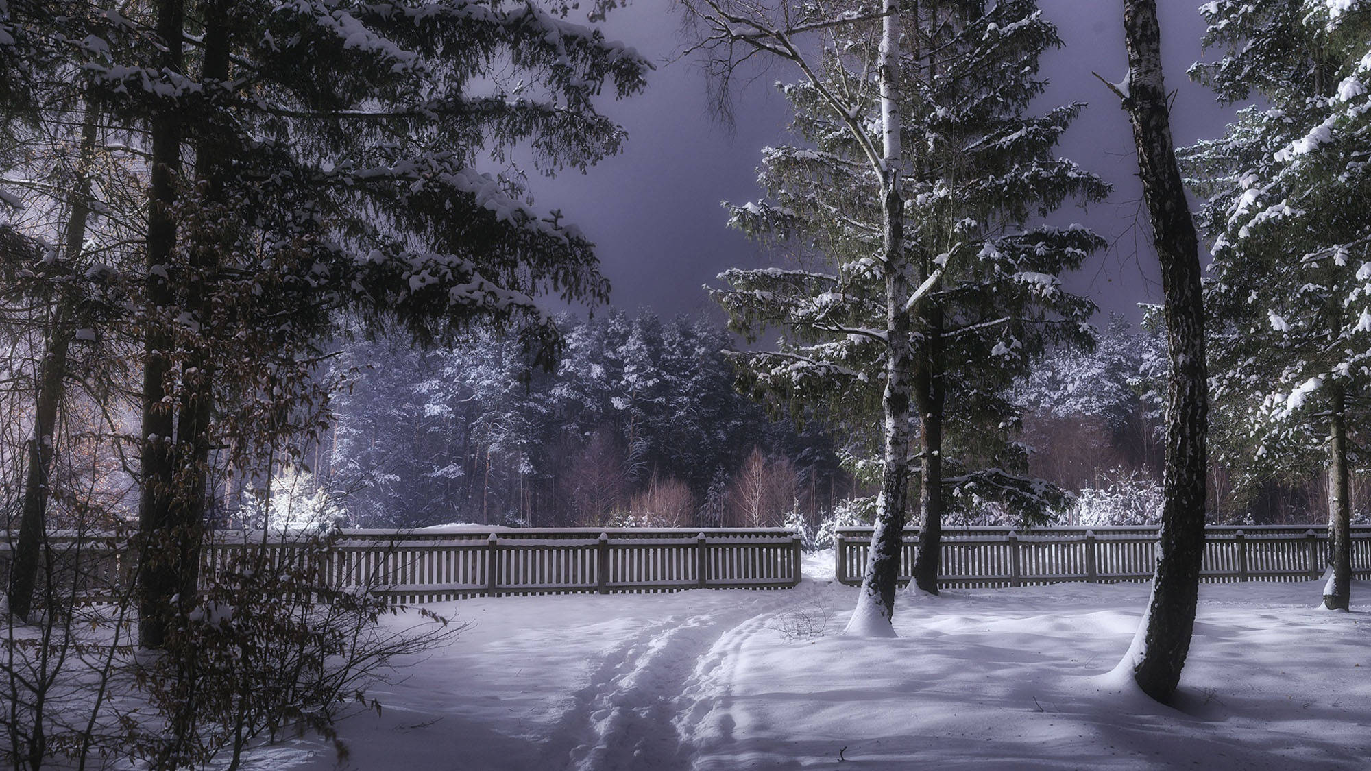 Ukraine, forest path, snow, Full HD Desktop Wallpaper