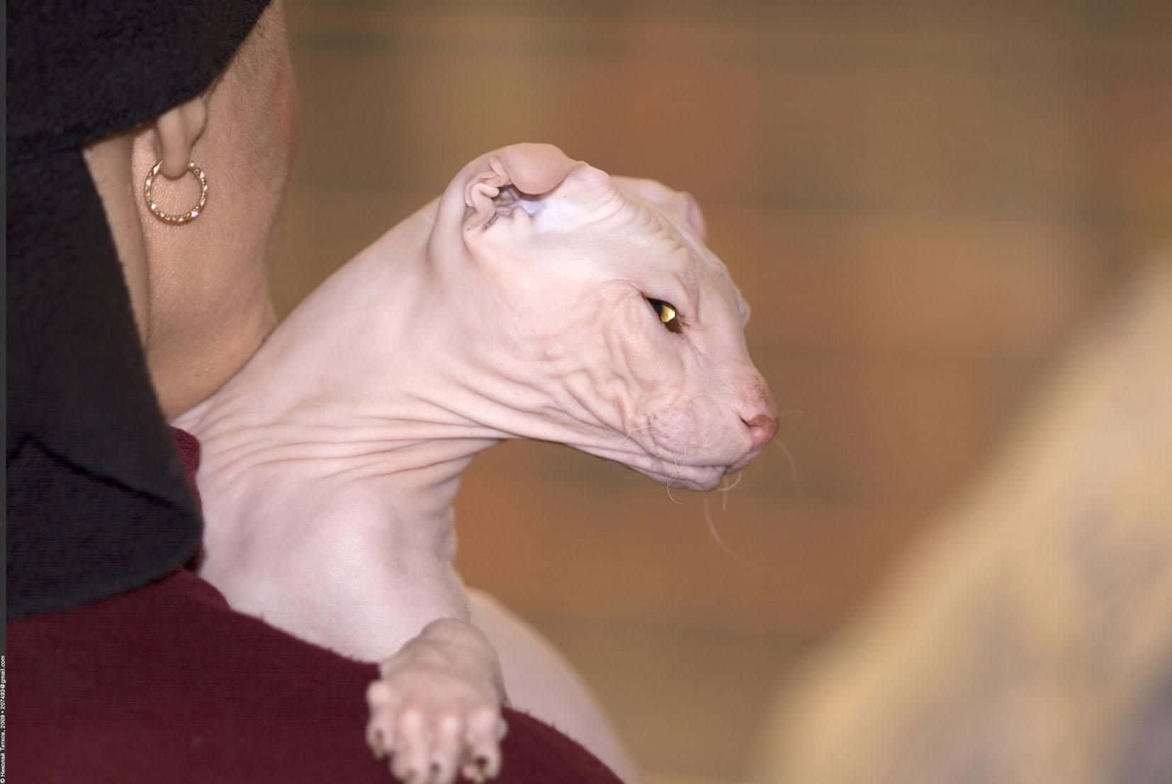 Ukrainian Levkoy, hairless sphynx cat, wrinkled pink skin, HD Desktop Wallpaper
