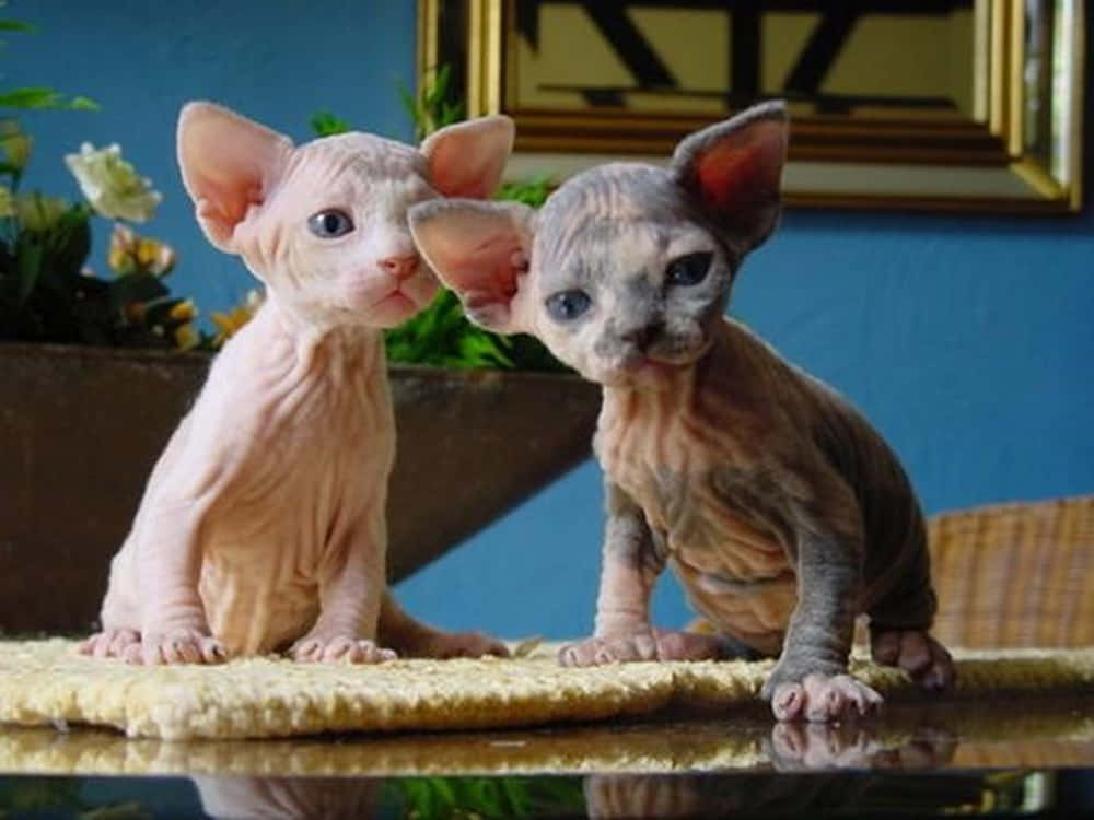 Ukrainian Levkoy, hairless sphynx kittens, textured rug, SD Desktop Wallpaper