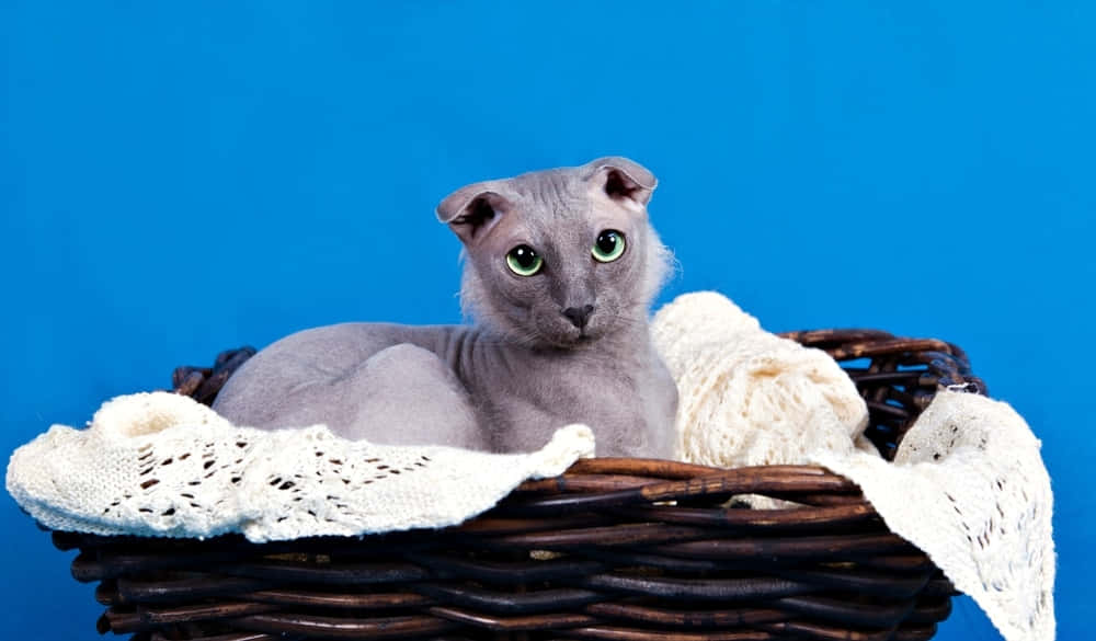 Ukrainian Levkoy, hairless sphynx cat, bright green eyes, SD Desktop Wallpaper