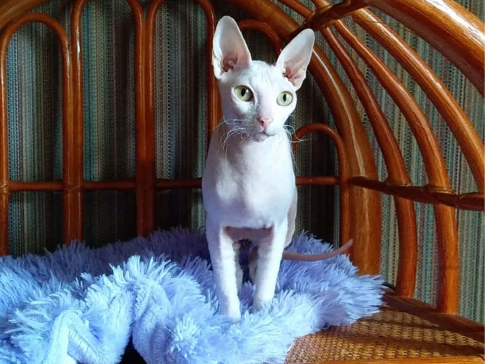 Ukrainian Levkoy, white, large ears, SD Desktop Wallpaper