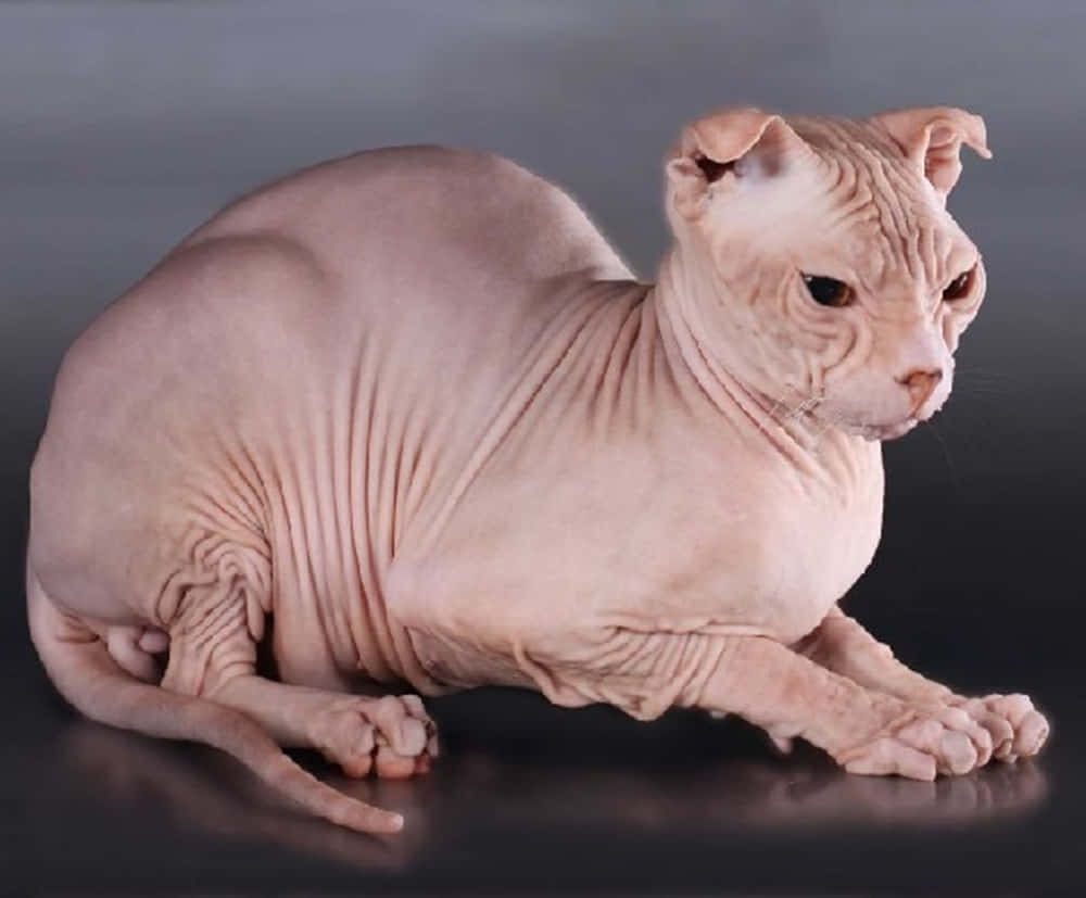 Ukrainian Levkoy, hairless sphynx cat, wrinkled pink skin, SD Desktop Wallpaper