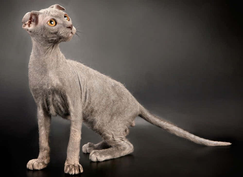 Ukrainian Levkoy, gray, hairless cat, SD Desktop Wallpaper