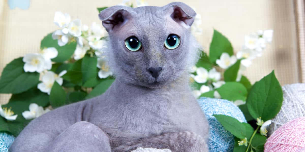Ukrainian Levkoy, gray cat, blue eyes, SD Desktop Wallpaper