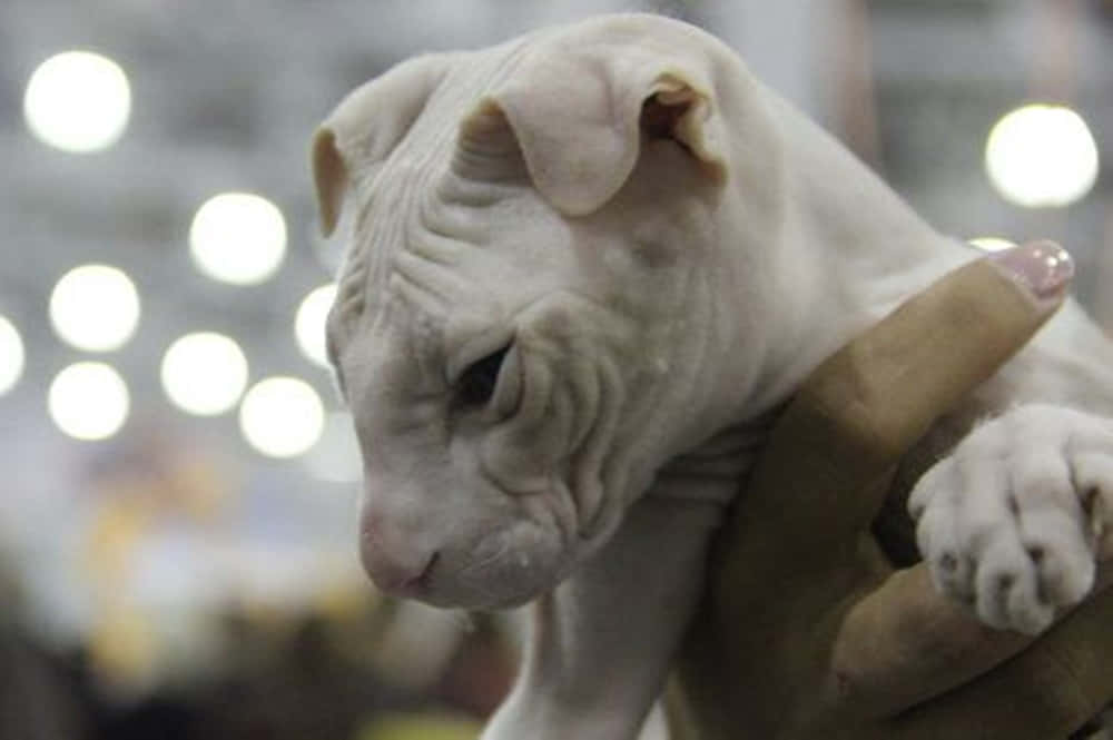 Ukrainian Levkoy, white, sphynx kitten, SD Desktop Wallpaper