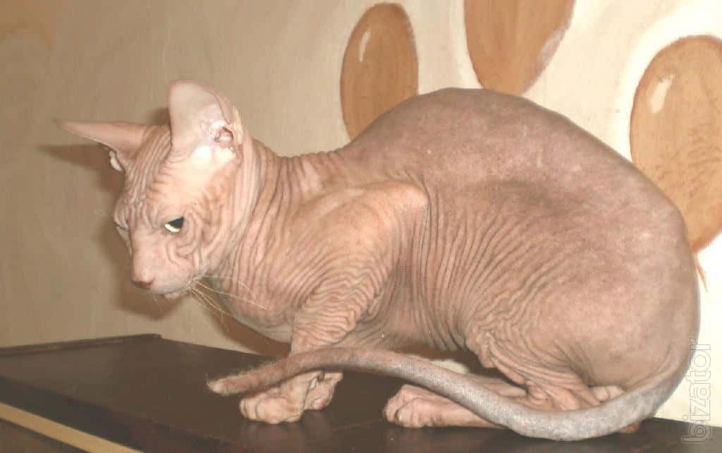 Ukrainian Levkoy, Sphynx cat, wrinkled skin, SD Desktop Wallpaper