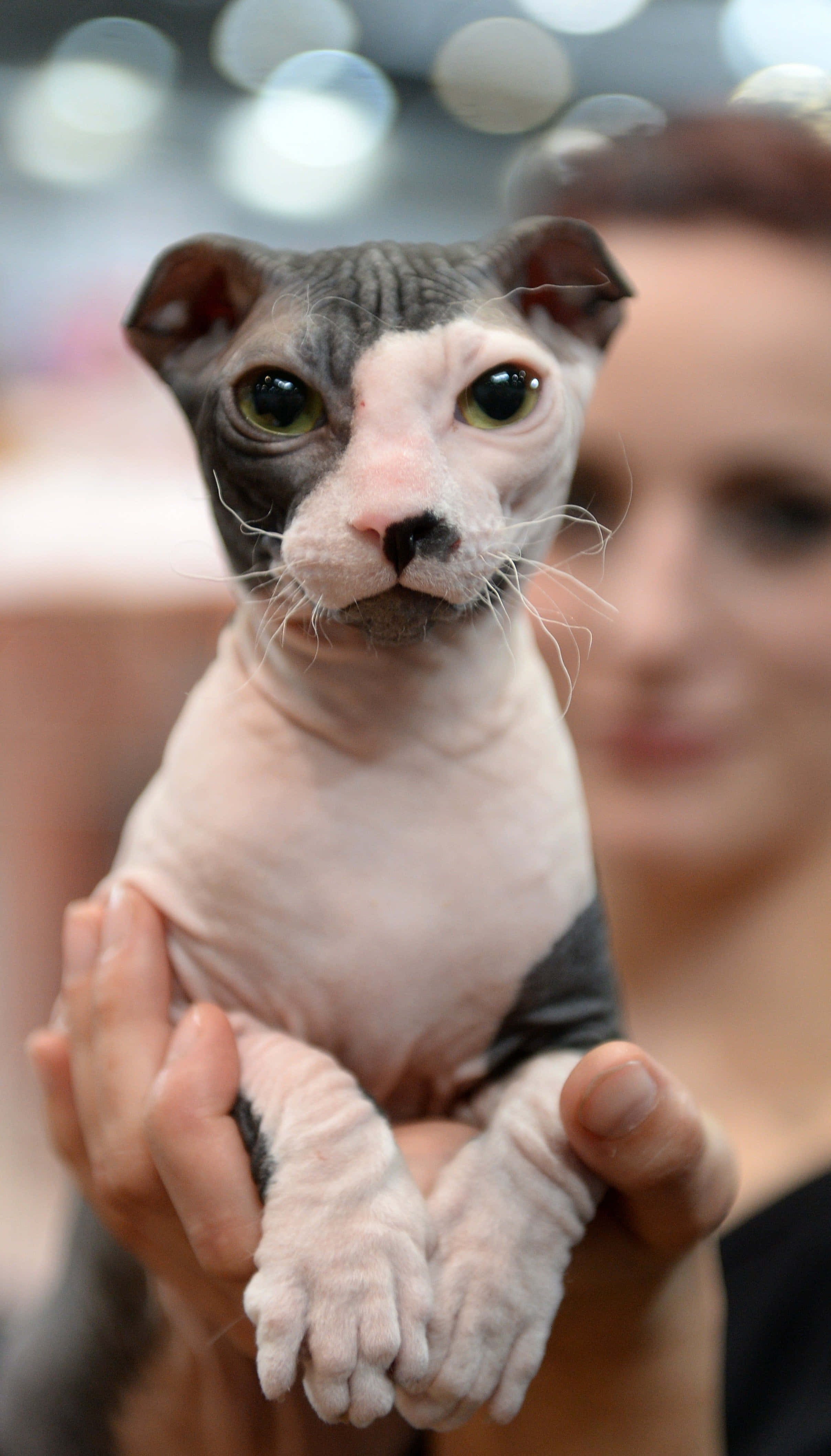 Ukrainian Levkoy, hairless sphynx cat, large green eyes, 4K Phone Wallpaper