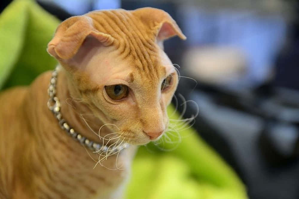 Ukrainian Levkoy, orange cat, large ears, SD Desktop Wallpaper