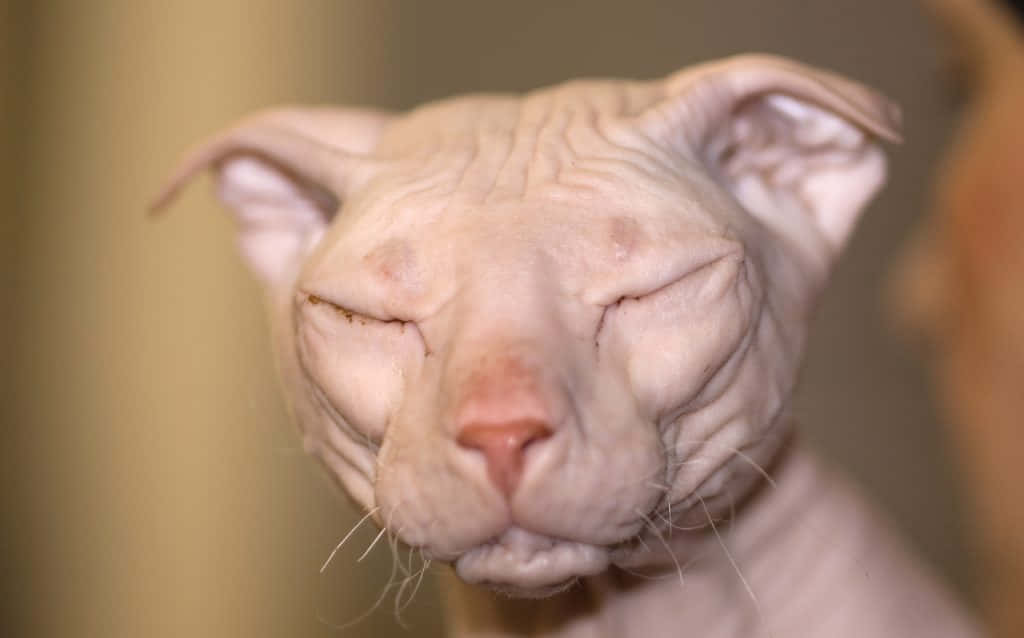Ukrainian Levkoy, hairless sphynx cat, closed eyes, SD Desktop Wallpaper