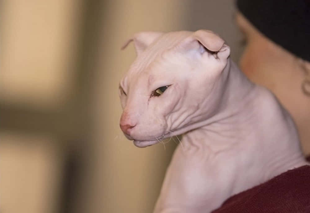 Ukrainian Levkoy, hairless sphynx cat, wrinkled pink skin, SD Desktop Wallpaper