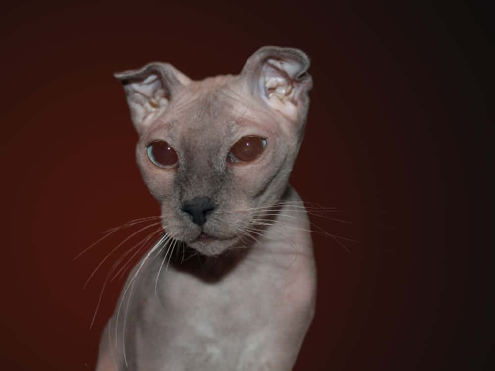 Ukrainian Levkoy, hairless sphynx cat, large ears, SD Desktop Wallpaper