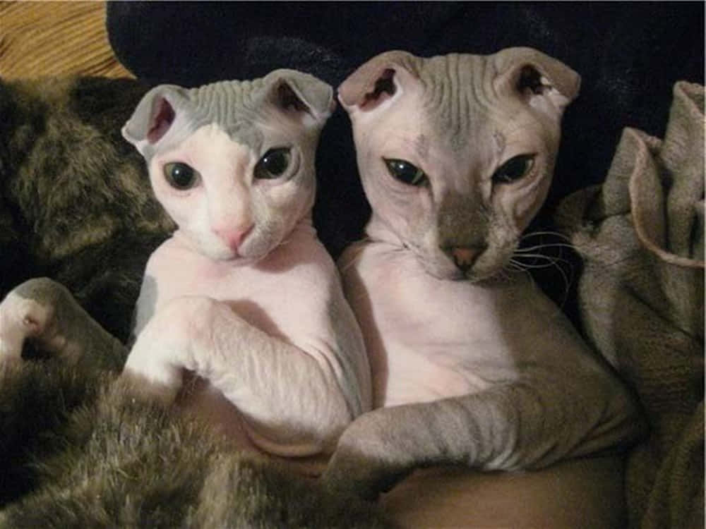 Ukrainian Levkoy, sphynx kittens, wrinkled skin, SD Desktop Wallpaper